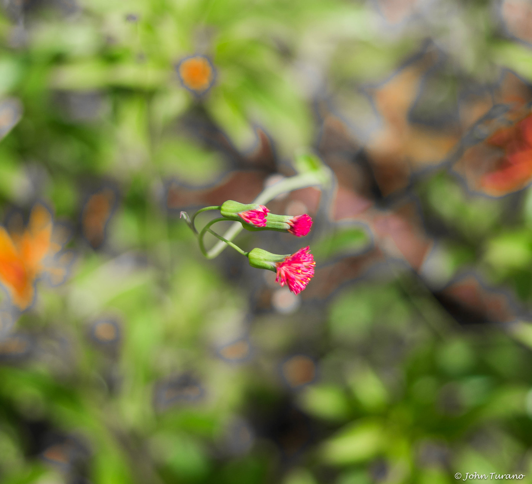 Samsung NX 30mm F2 Pancake sample photo. Reaching for the sun photography