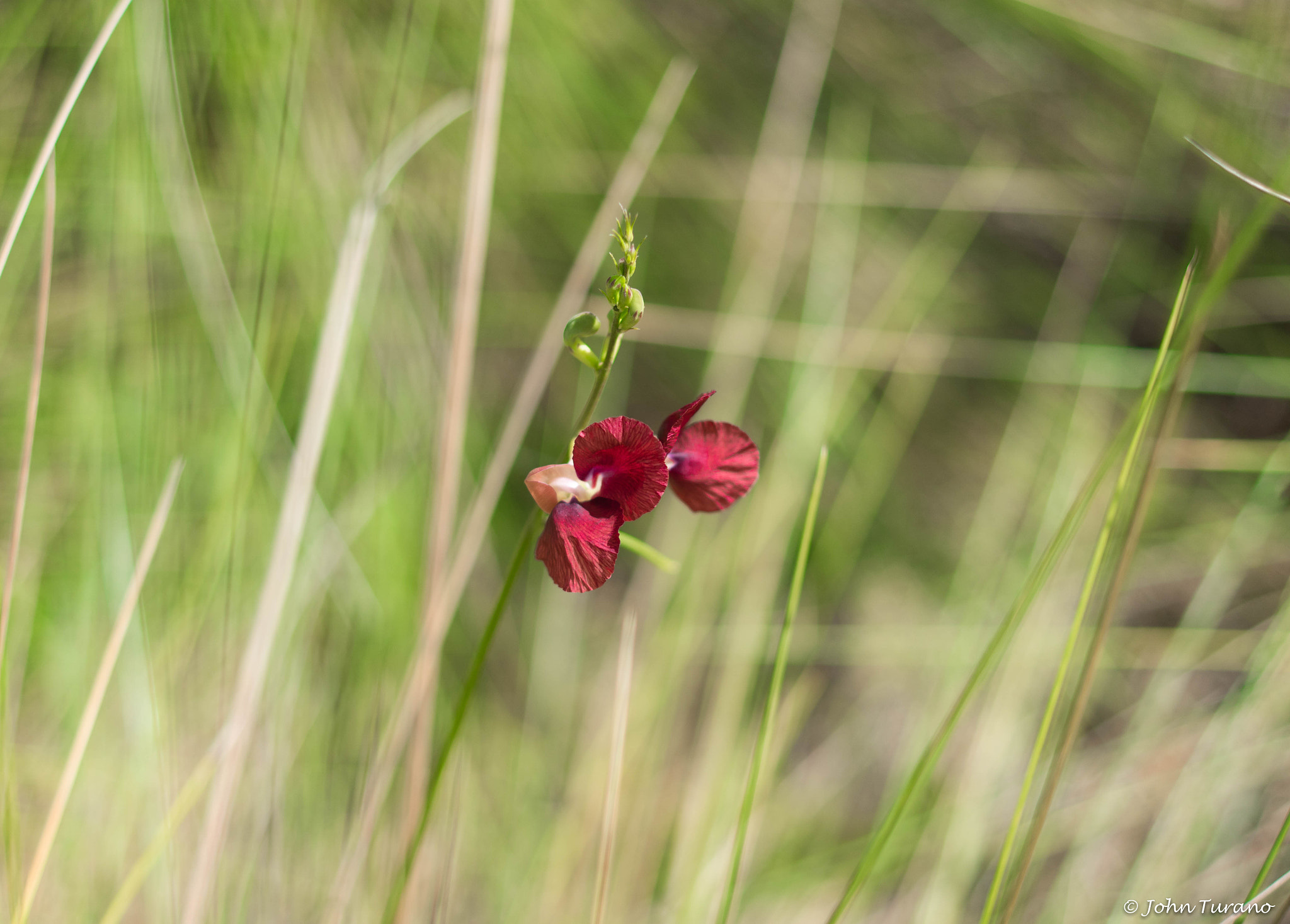 Samsung NX 30mm F2 Pancake sample photo. Standing alone photography