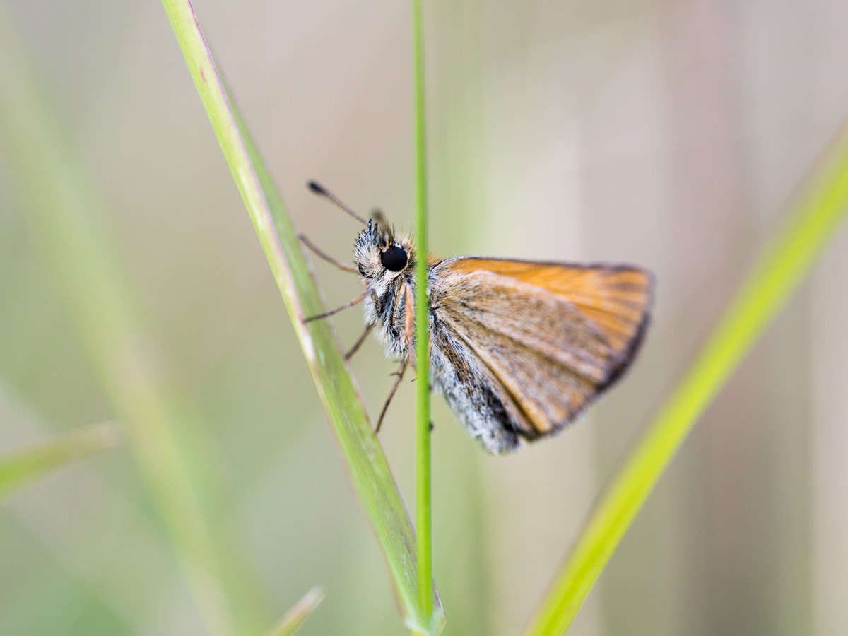 Sigma 150mm F2.8 EX DG OS Macro HSM sample photo. Butterfly photography