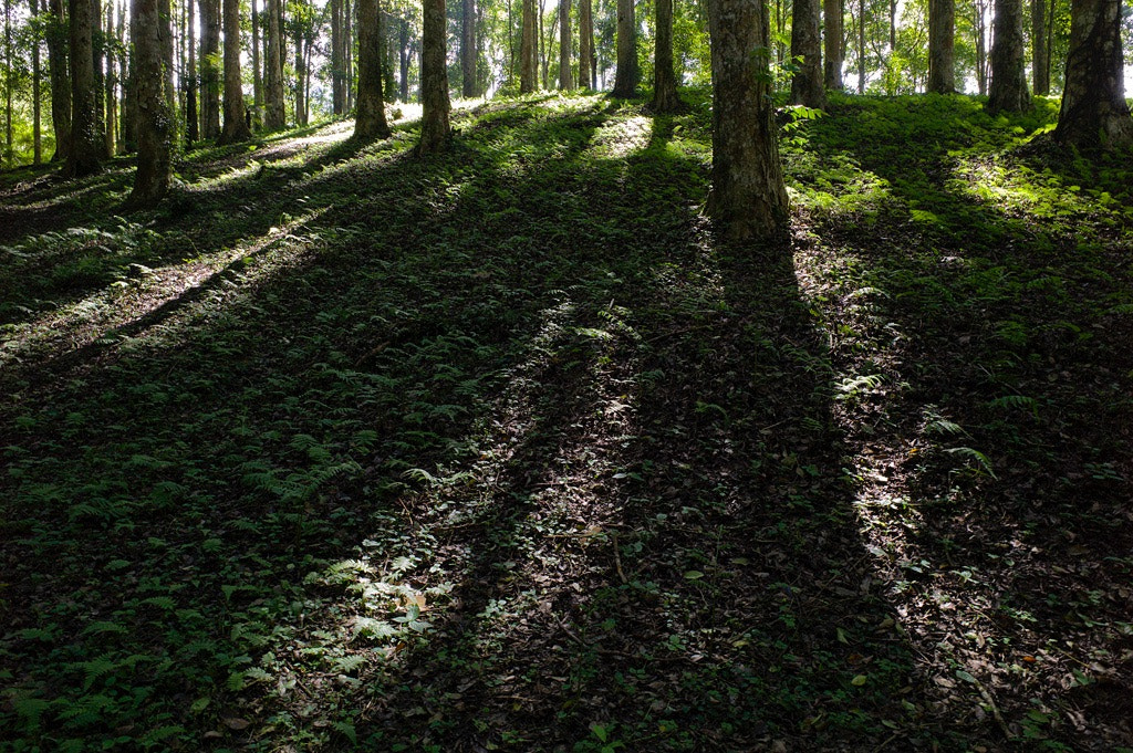 Leica M9 + Leica Elmarit-M 24mm F2.8 ASPH sample photo. Mystical tree photography