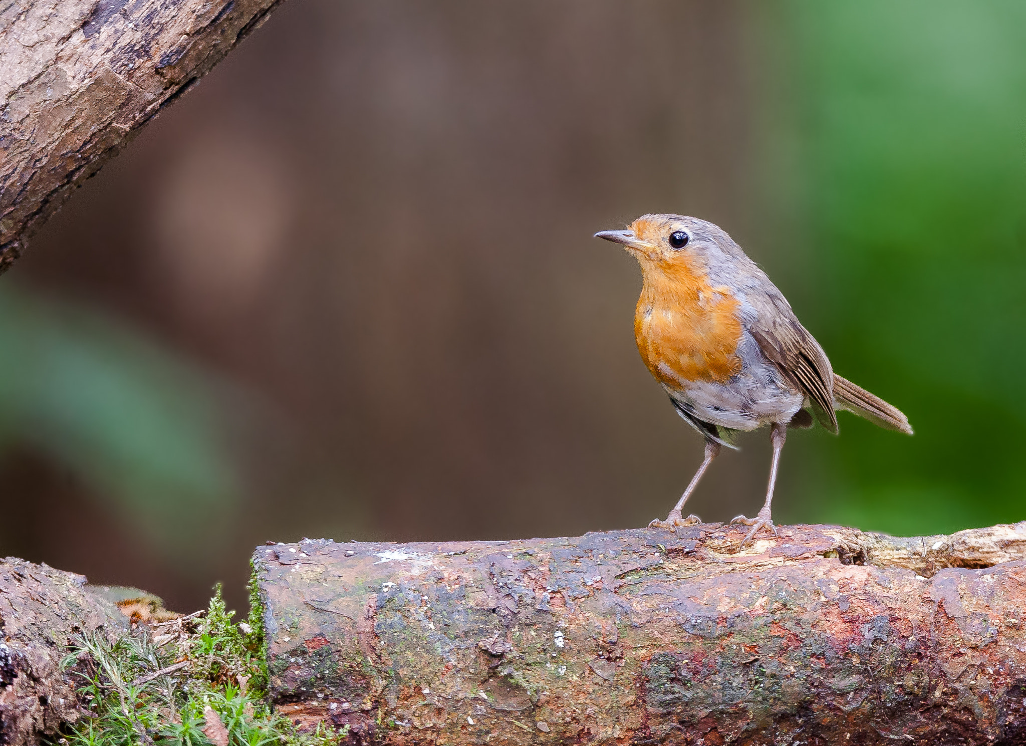 Tamron SP 150-600mm F5-6.3 Di VC USD sample photo. Robin photography
