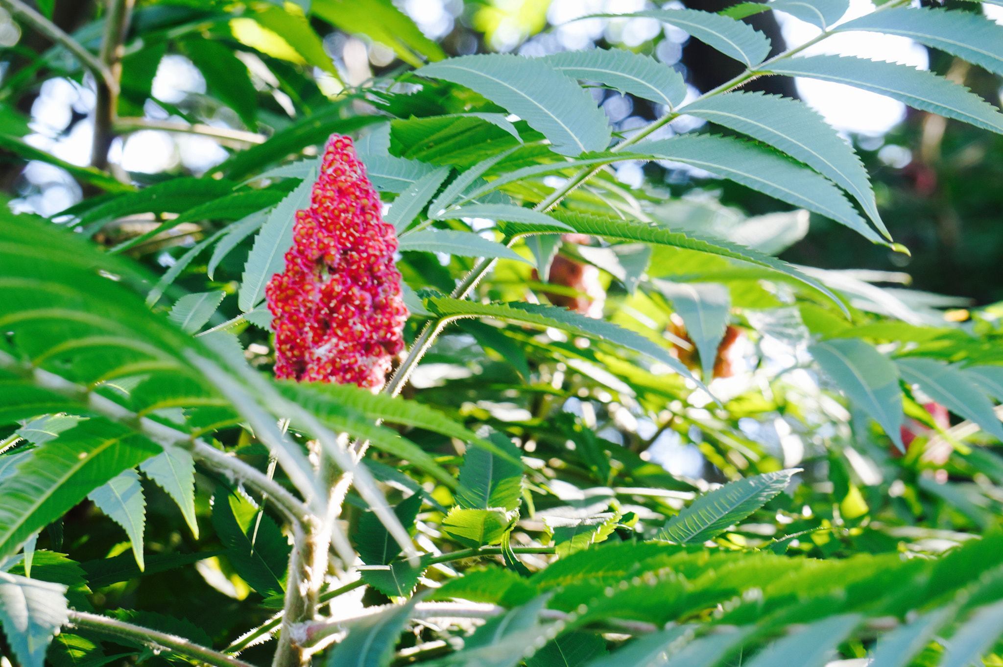 Sony Alpha NEX-3N sample photo. Red on green photography