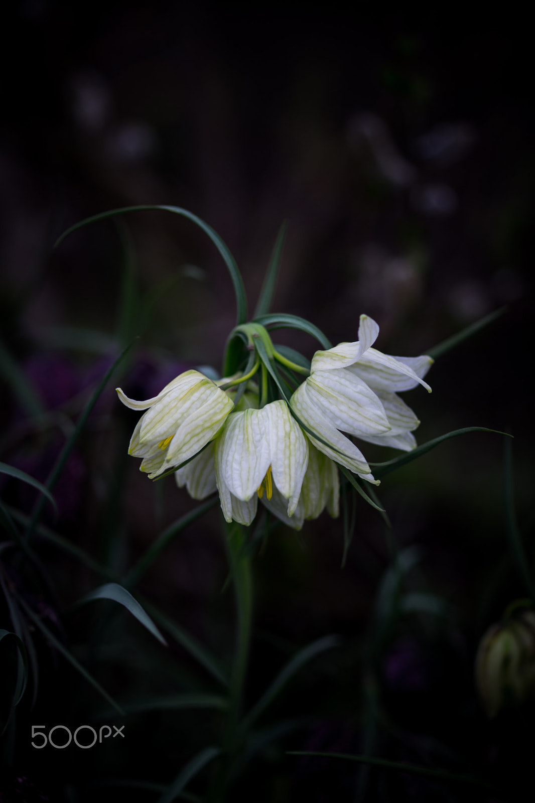 Sony a99 II + Sony 100mm F2.8 Macro sample photo. Mysterious charm photography