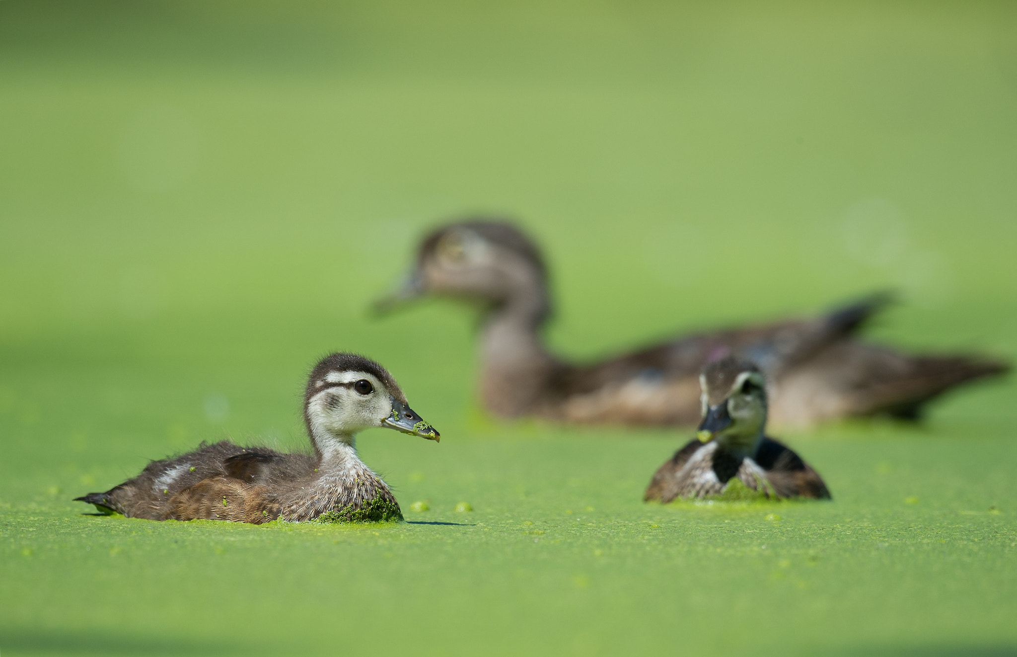 Nikon AF-S Nikkor 800mm F5.6E FL ED VR sample photo. Canard branchu, aix sponsa, wood duck photography