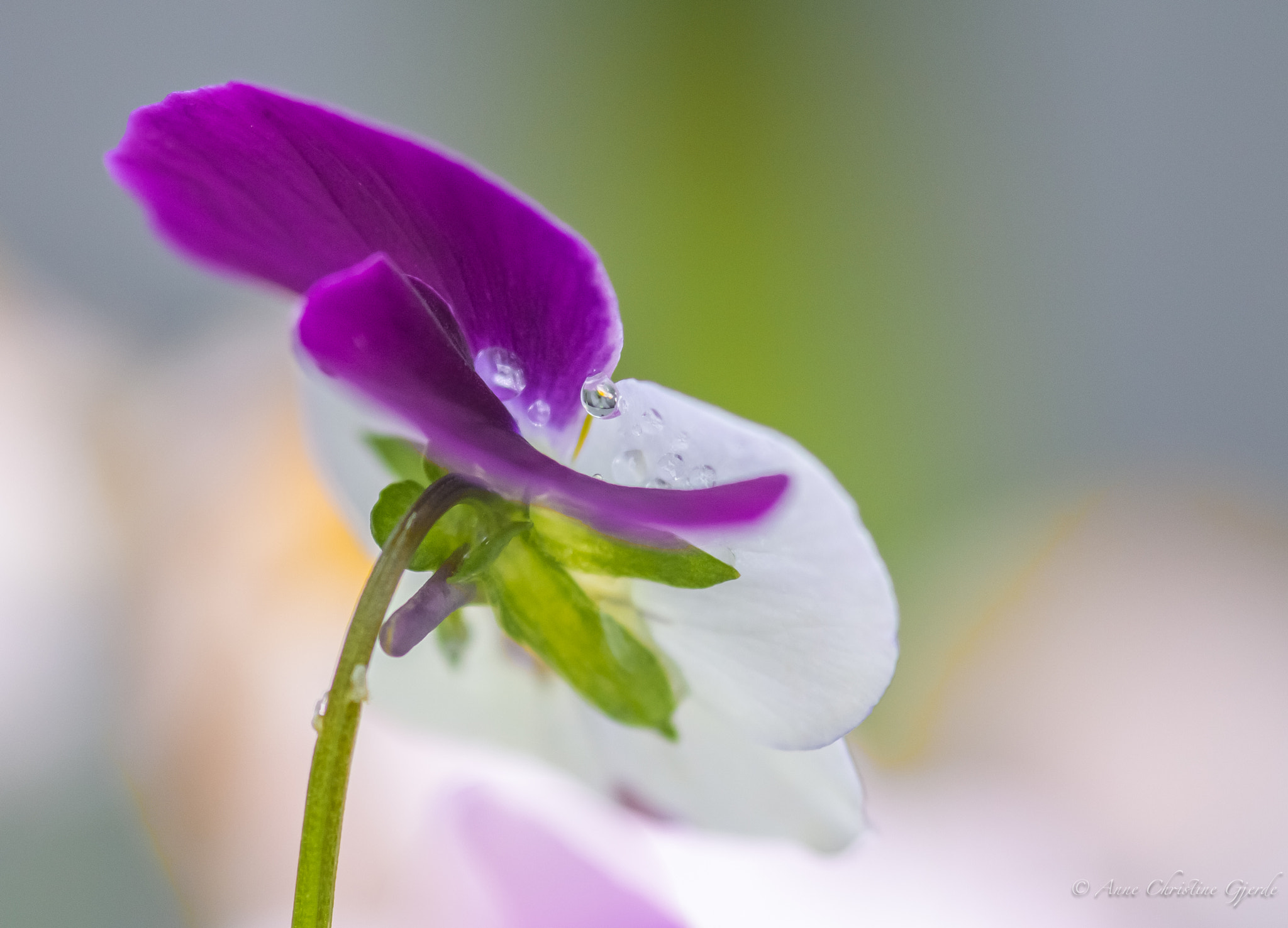 Canon EOS 60D + Sigma 105mm F2.8 EX DG Macro sample photo. Purple drops photography