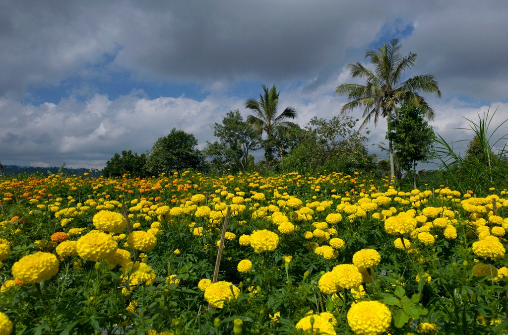 Leica M9 + Leica Elmarit-M 24mm F2.8 ASPH sample photo. Marrigold flower park photography
