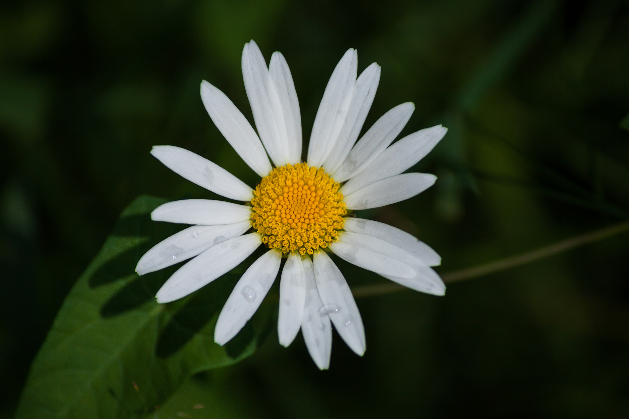 Canon EOS 50D + Canon EF-S 55-250mm F4-5.6 IS II sample photo. Daisy photography