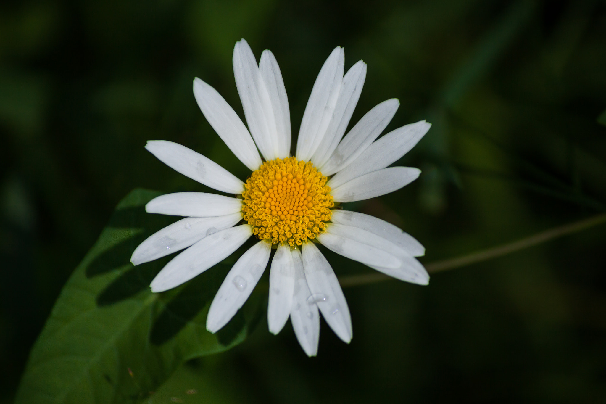 Canon EF-S 55-250mm F4-5.6 IS II sample photo. Daisy photography