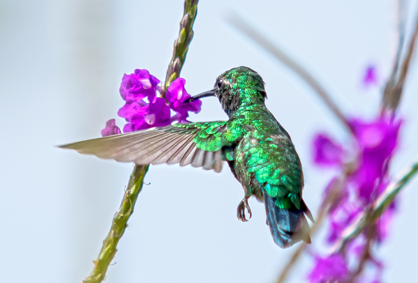 Sigma 70-200mm F2.8 EX DG Macro HSM II sample photo. Purple and green 2 photography