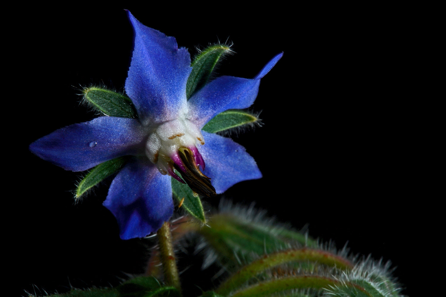 Sony a7R II + 100mm F2.8 SSM sample photo. Borage blue photography