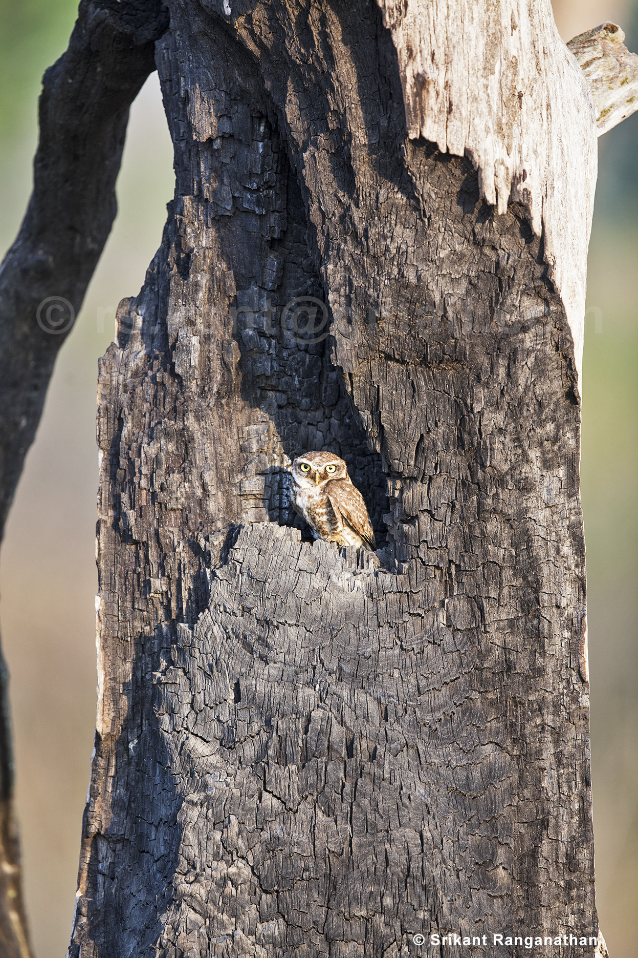 Canon EF 500mm F4L IS II USM sample photo. Spotted owlet photography
