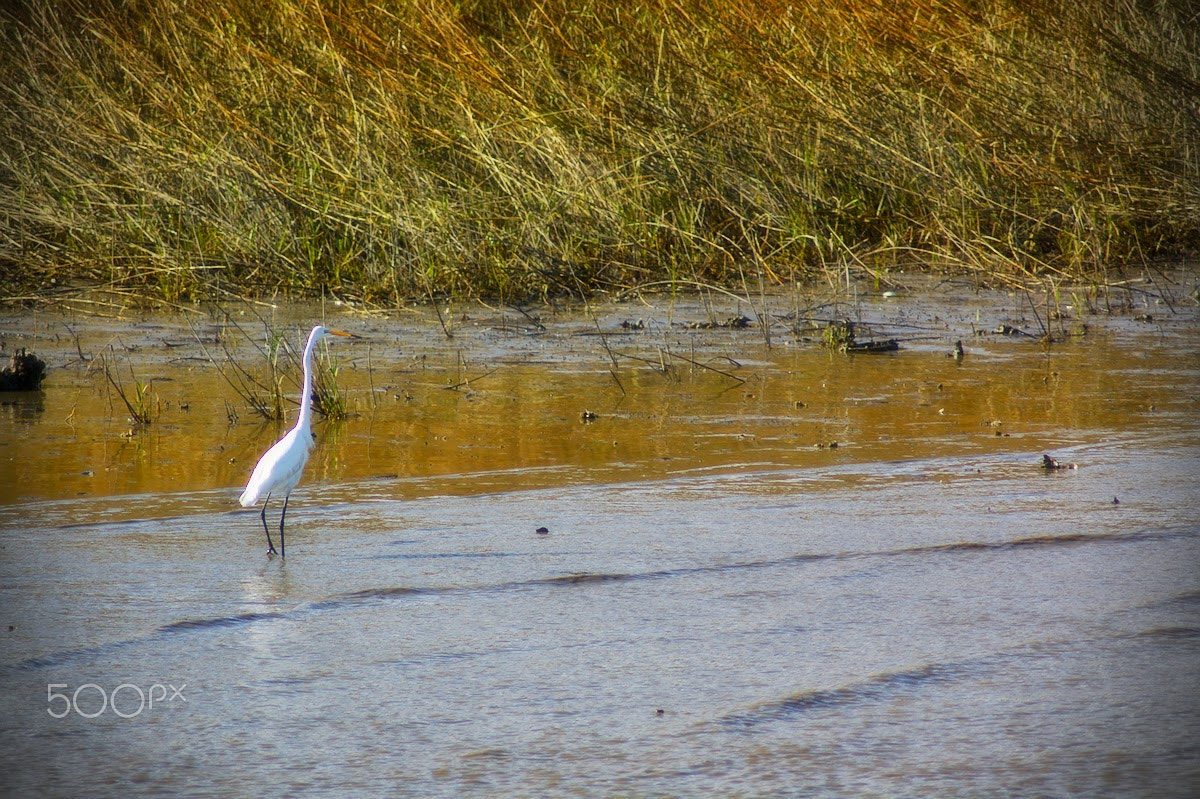 Pentax K100D + Tamron AF 70-300mm F4-5.6 Di LD Macro sample photo. Snowy egret photography