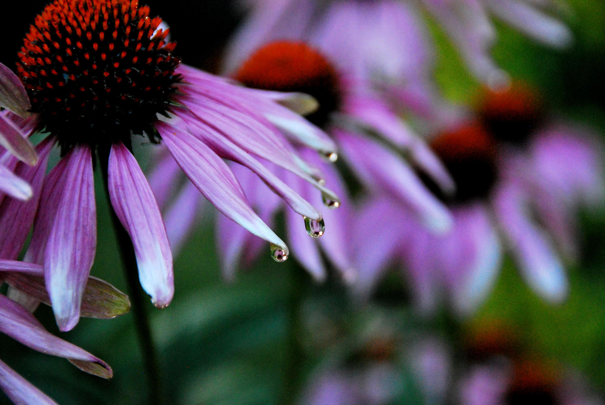 Nikon D60 sample photo. Rainy drops on flower photography