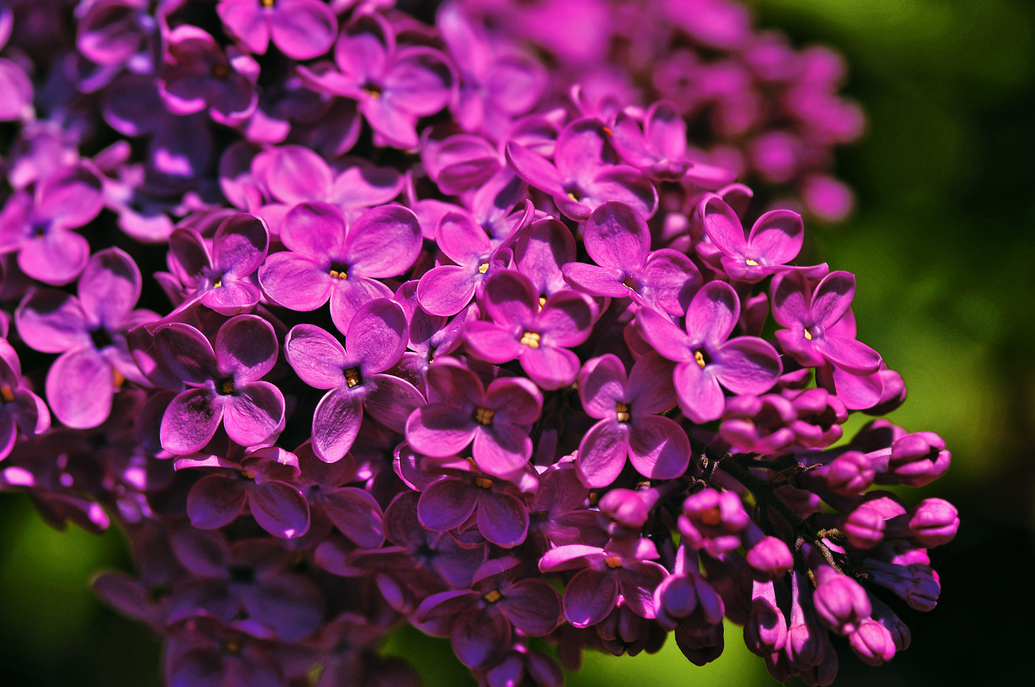 AF Micro-Nikkor 105mm f/2.8 sample photo. Цветение сирени photography