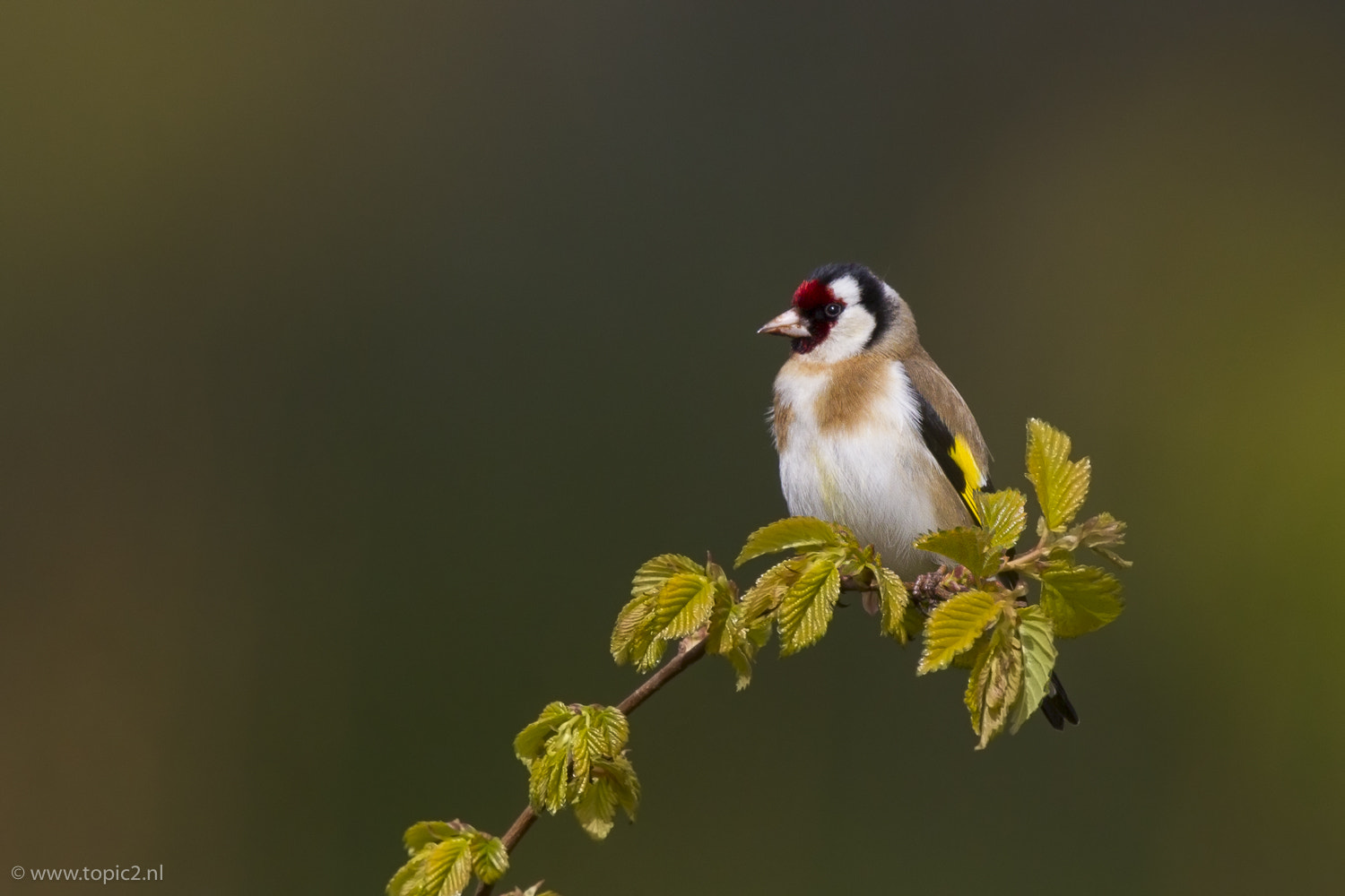 Canon EF 600mm F4L IS II USM sample photo. European goldfinch photography