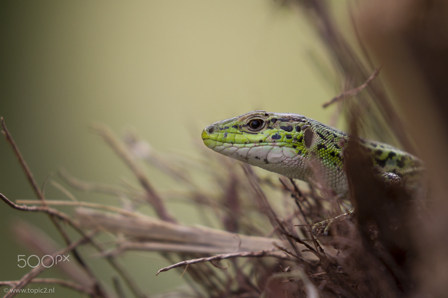 Canon EOS-1D Mark IV sample photo. Balkan wall lizard photography