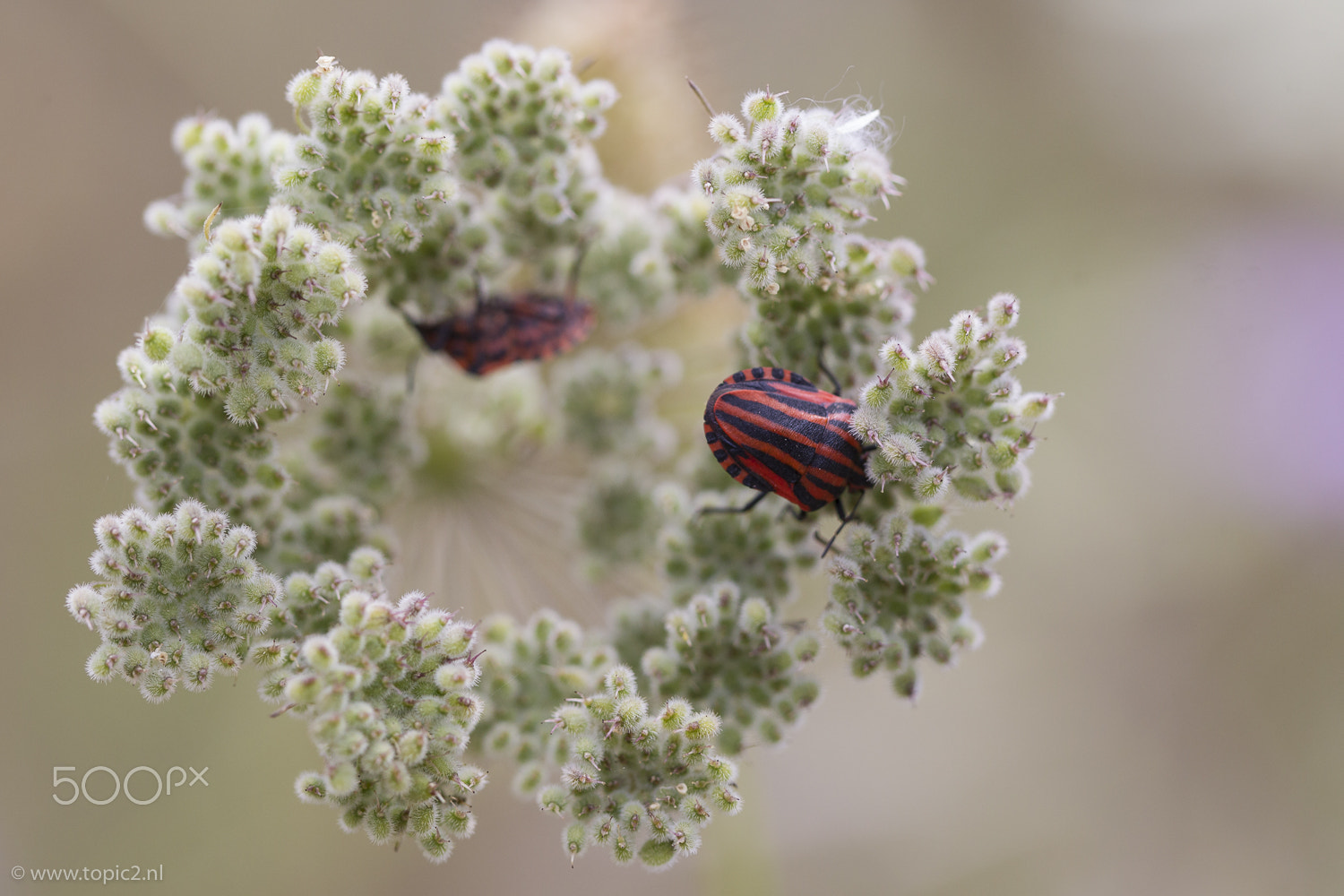Canon EOS-1D Mark IV sample photo. Minstrel bugs photography
