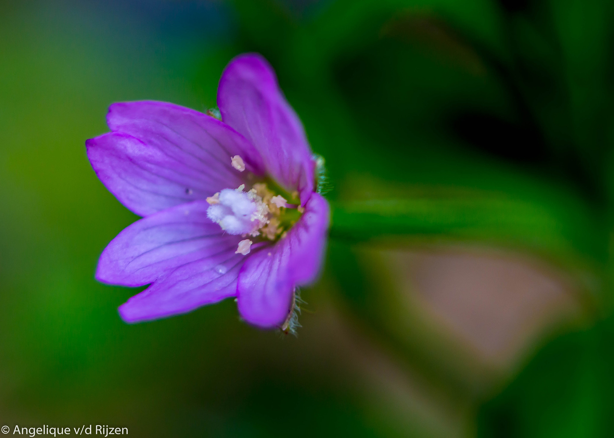 Canon EF 38-76mm f/4.5-5.6 sample photo. Purple little flower photography
