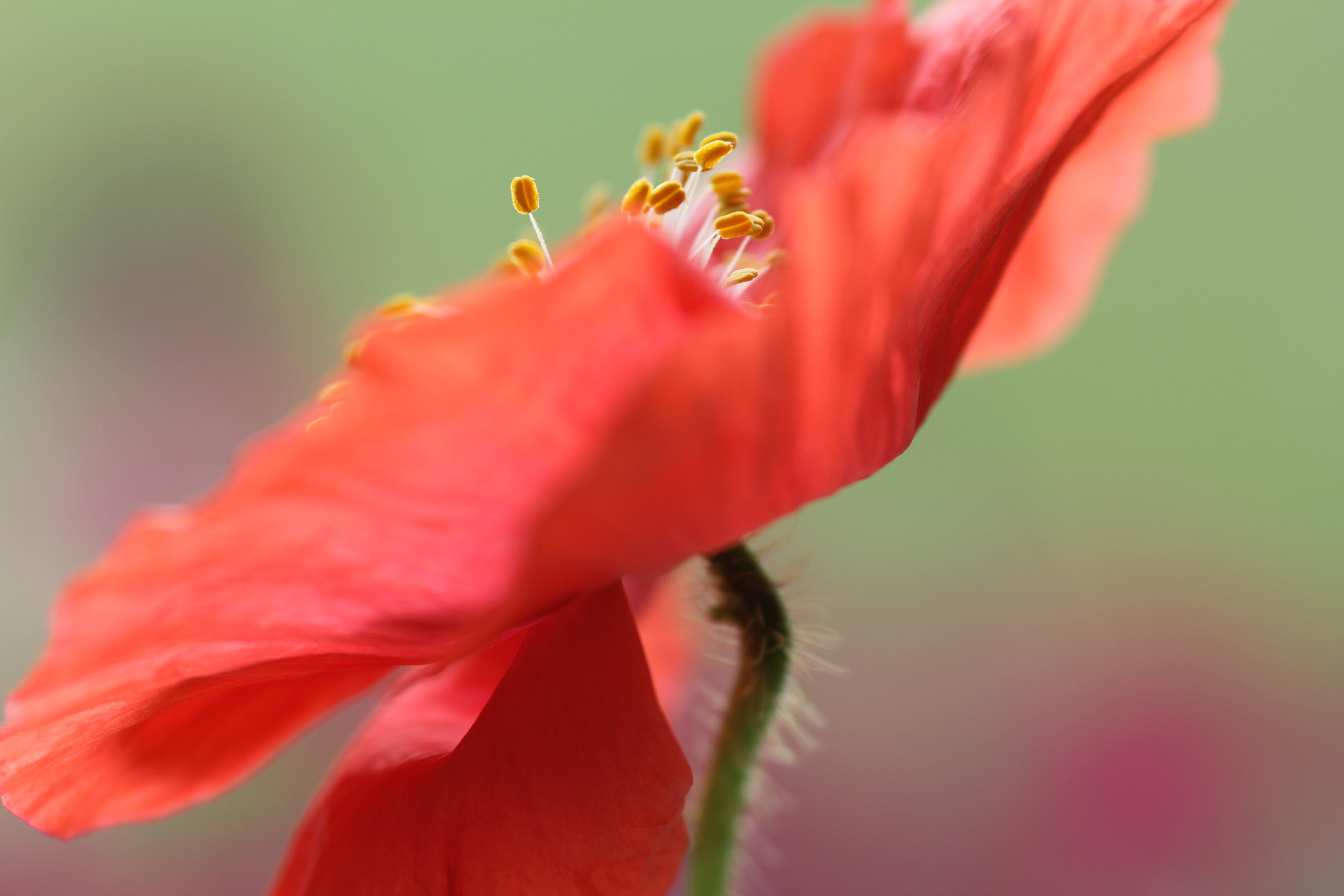 Canon EOS 60D + Sigma 105mm F2.8 EX DG Macro sample photo. Elegant - élégante photography