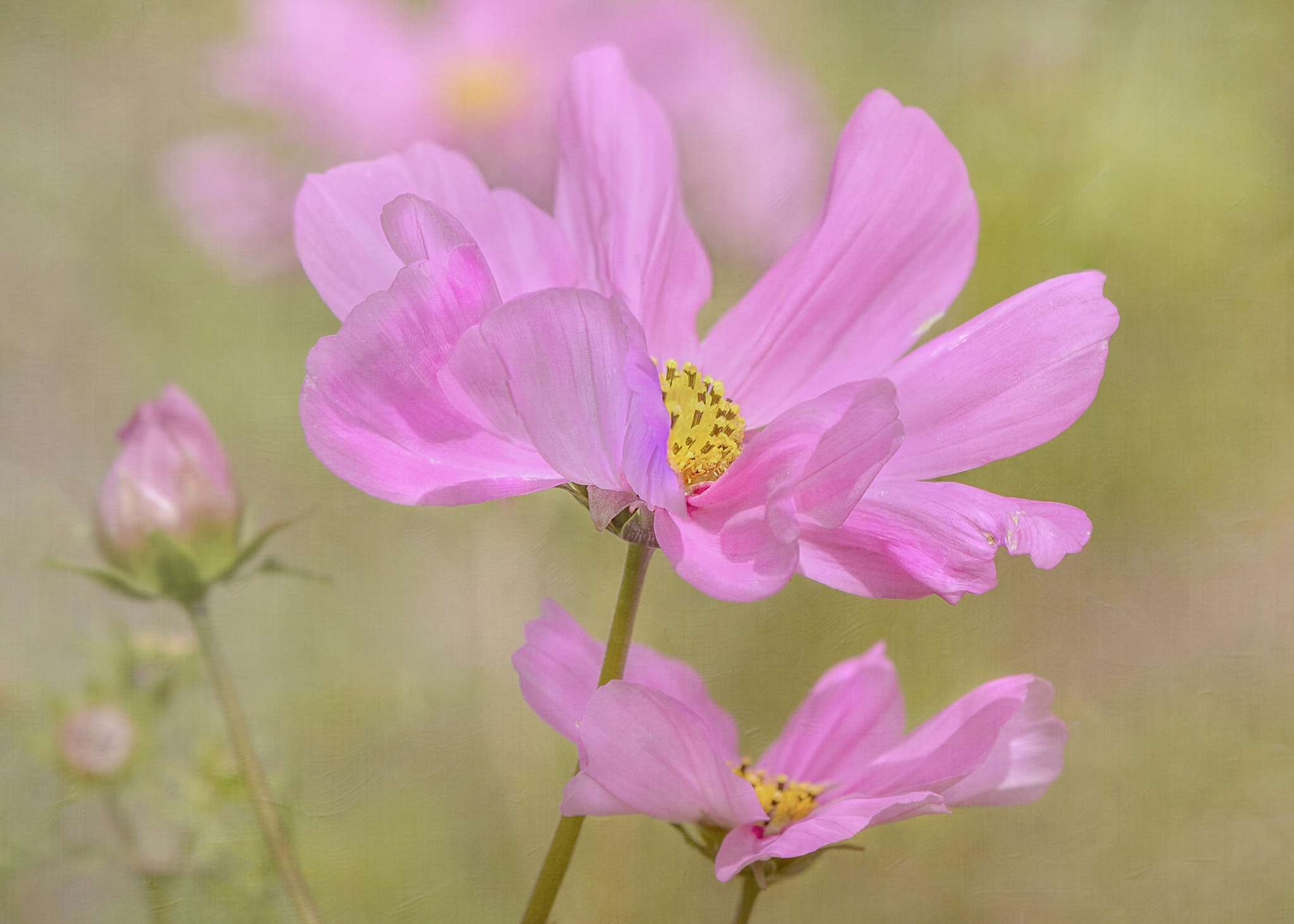 Nikon AF-S DX Micro-Nikkor 85mm F3.5G ED VR sample photo. Cosmos photography