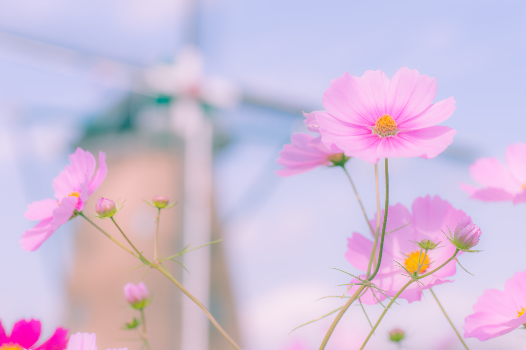 Sony a99 II + Tamron SP AF 90mm F2.8 Di Macro sample photo. I can not wait for autumn!! photography