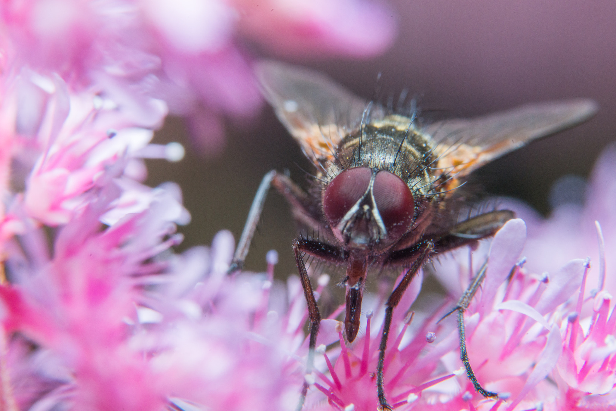 Sony a99 II + 90mm F2.8 Macro SSM sample photo. Fly photography