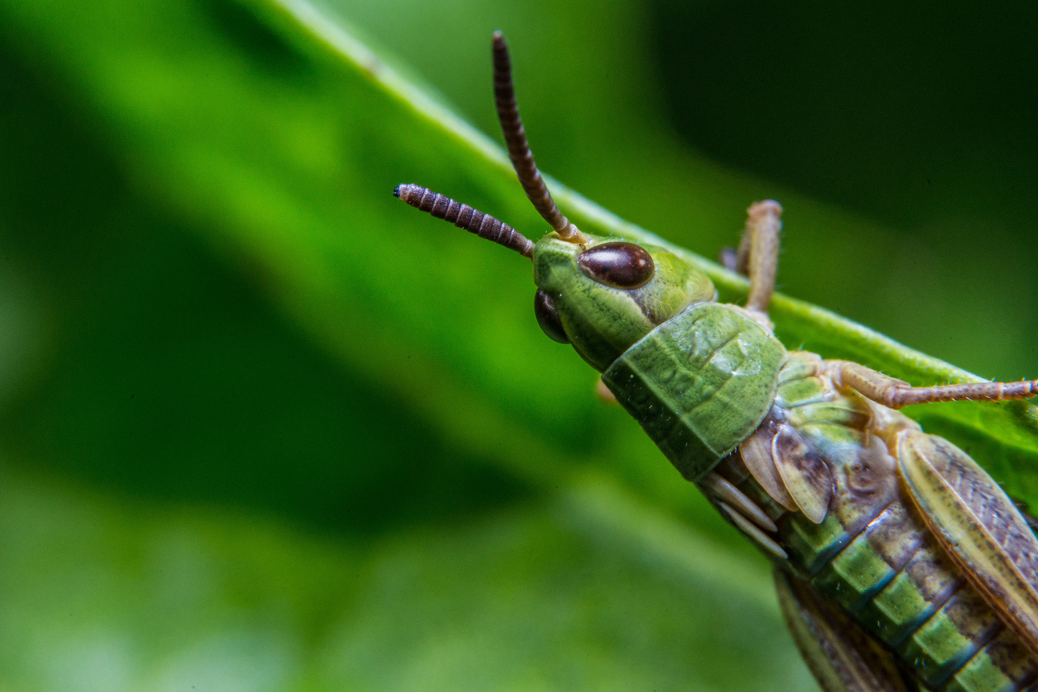 Sony a99 II + 90mm F2.8 Macro SSM sample photo. Grasshopper photography