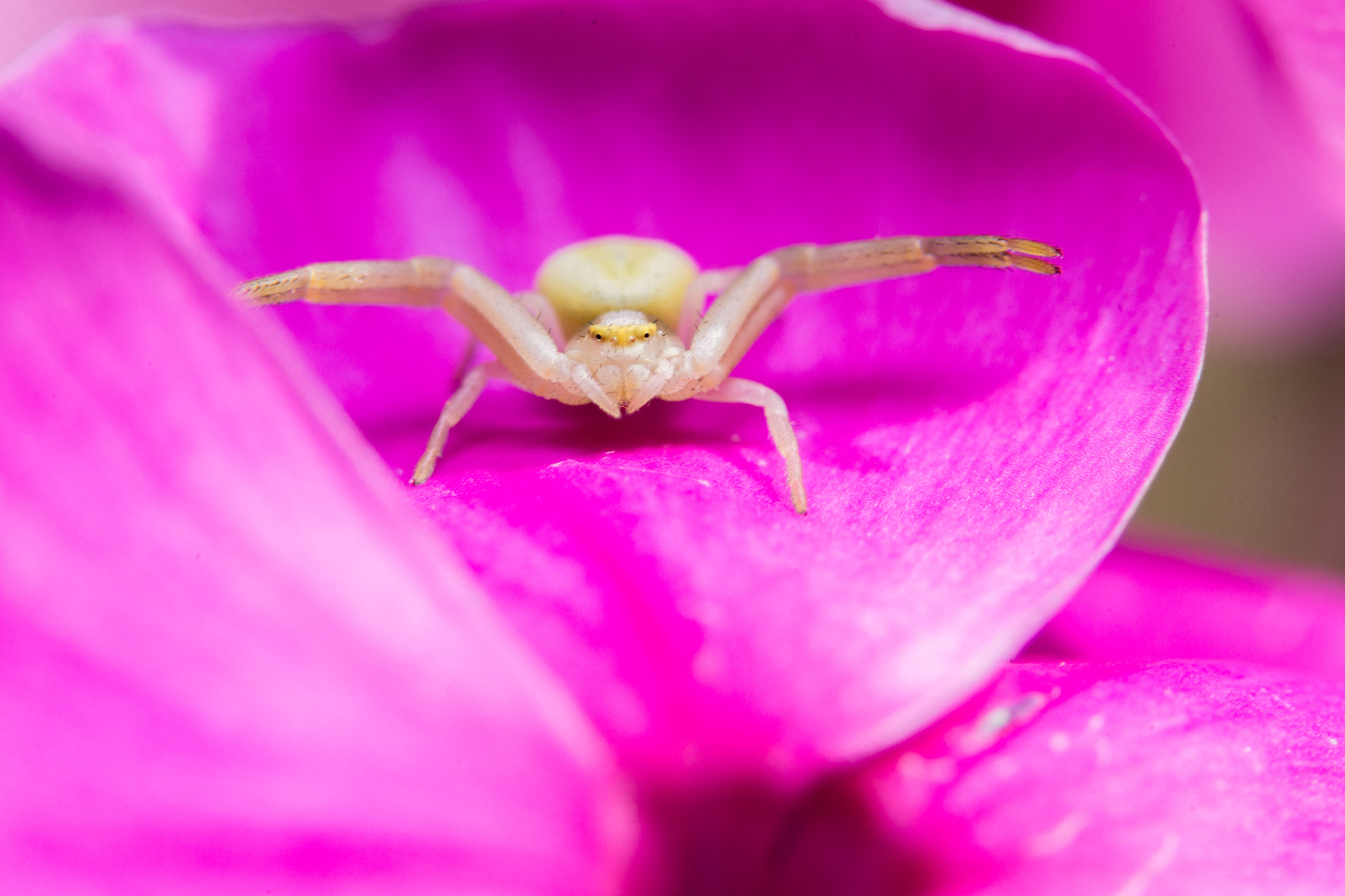 Sony a99 II + 90mm F2.8 Macro SSM sample photo. Spider photography