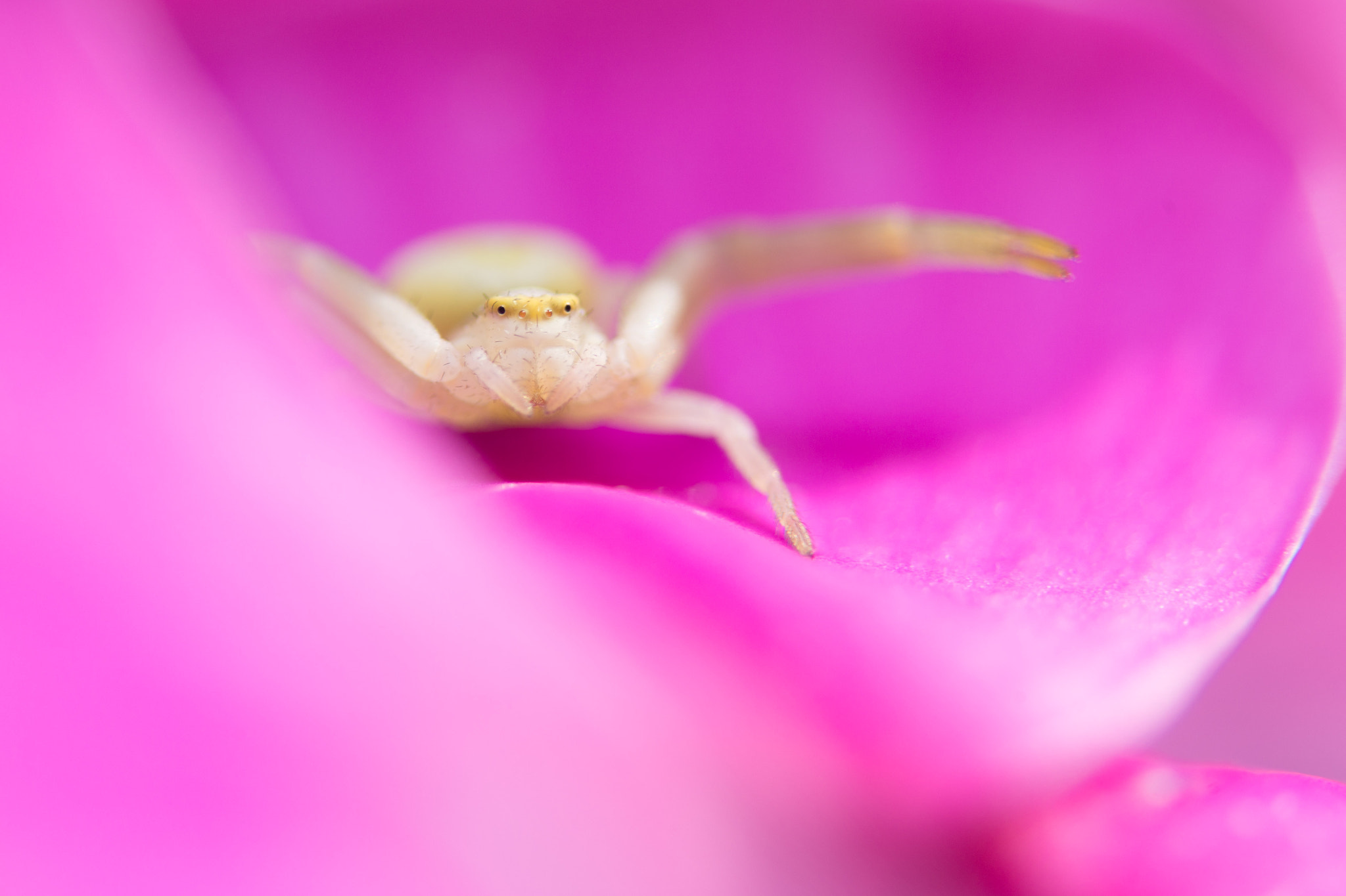 Sony a99 II + 90mm F2.8 Macro SSM sample photo. Spider photography