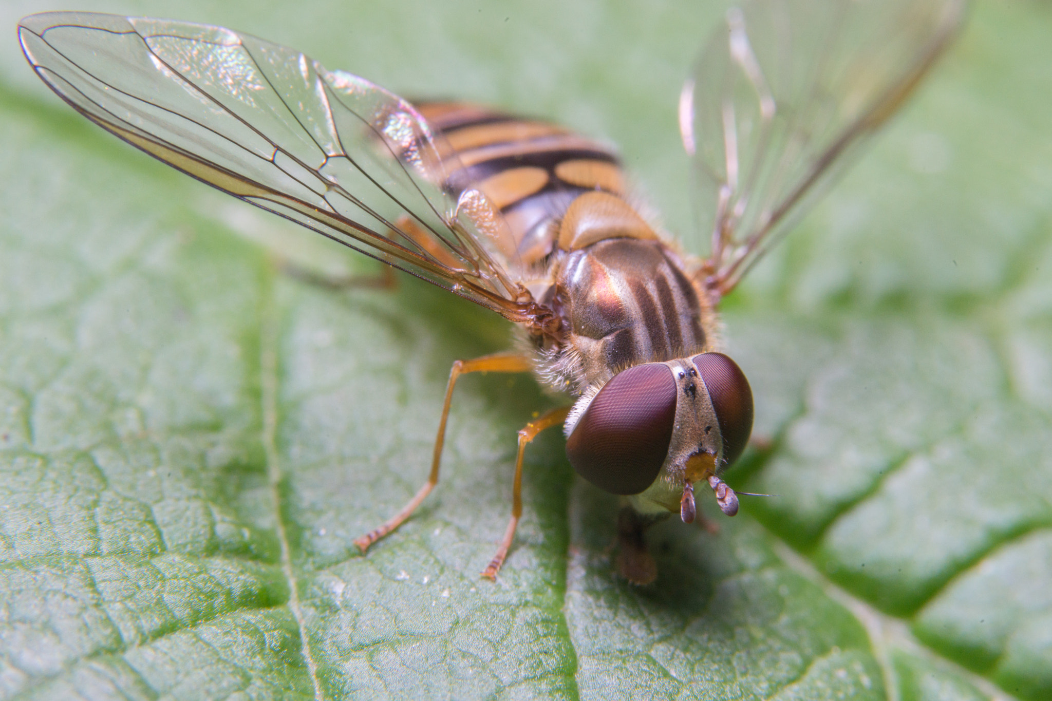 Sony a99 II + 90mm F2.8 Macro SSM sample photo. Hoverfly photography