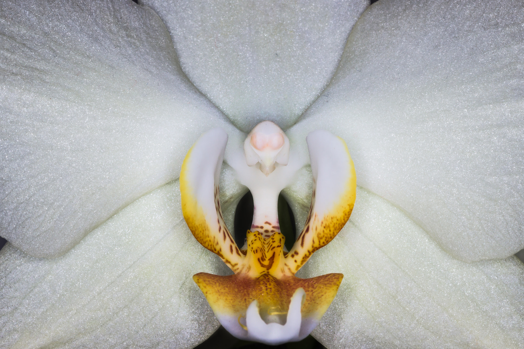Canon EOS 600D (Rebel EOS T3i / EOS Kiss X5) + Tamron SP AF 90mm F2.8 Di Macro sample photo. White orchid photography