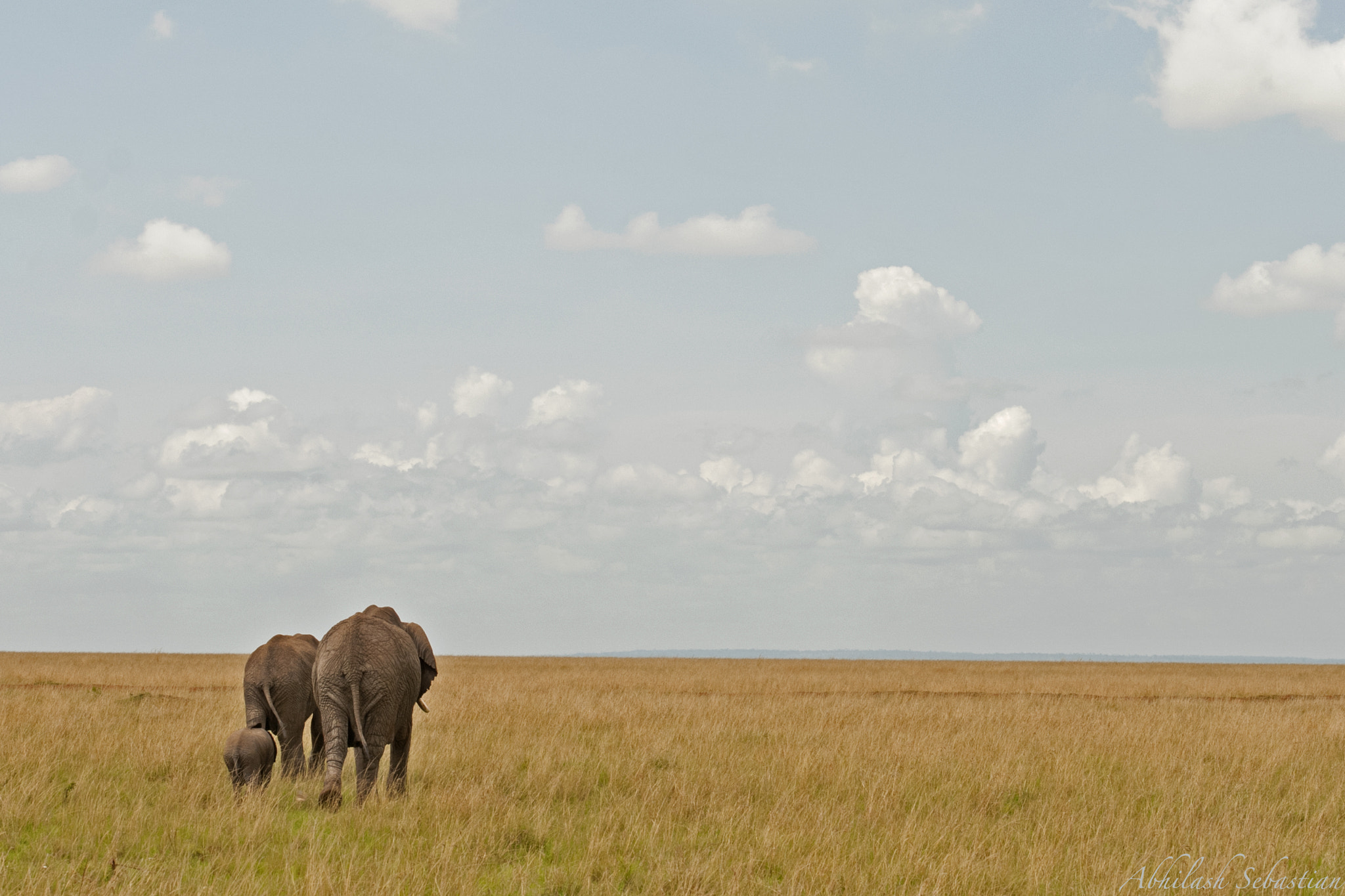 Nikon D80 sample photo. Elephants photography