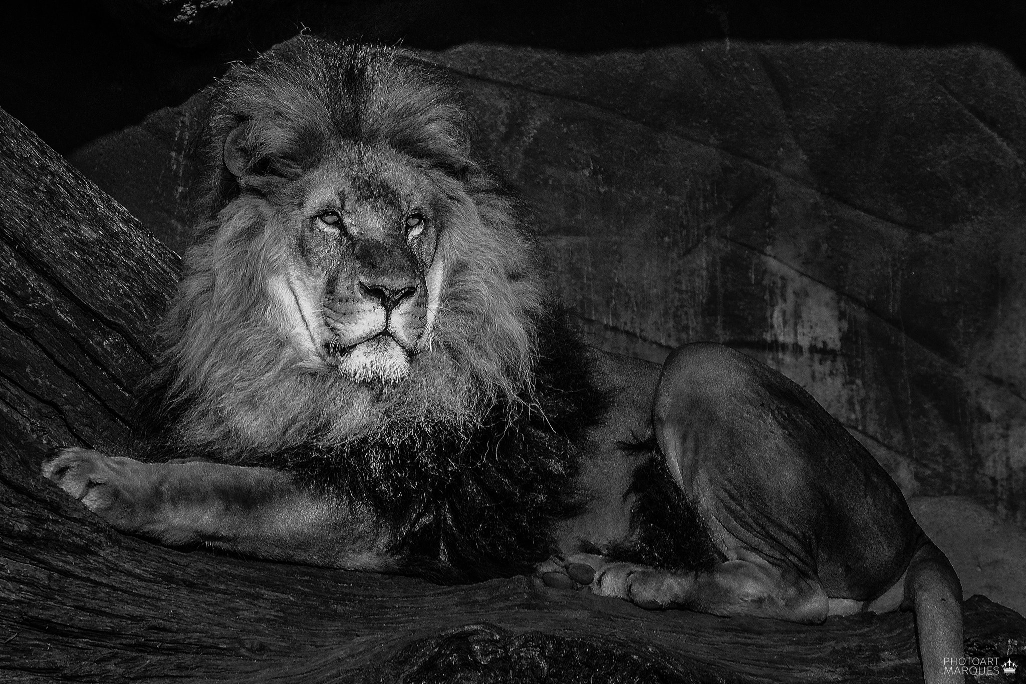 Olympus OM-D E-M10 sample photo. Lion px photography