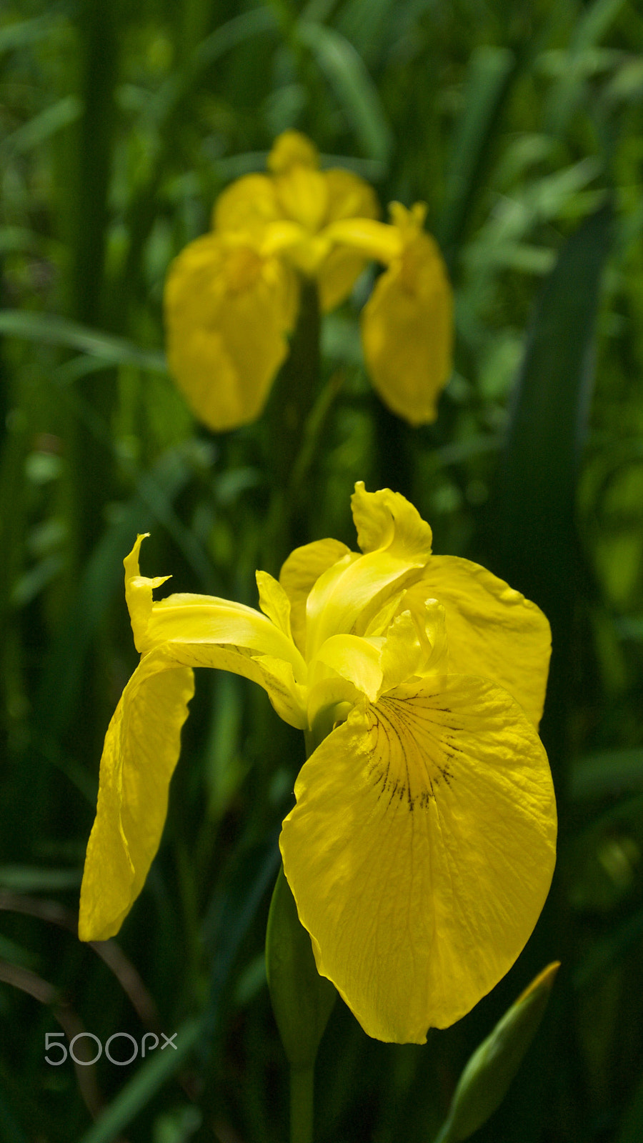 Nikon 1 J2 sample photo. Yellow iris photography