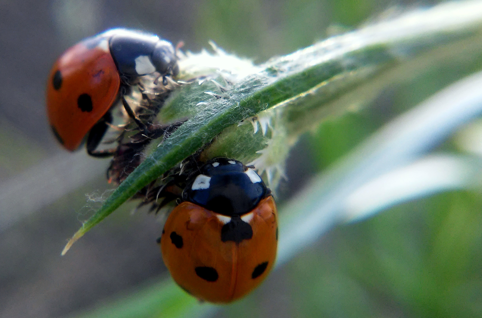 LG L90 sample photo. Ladybirds photography