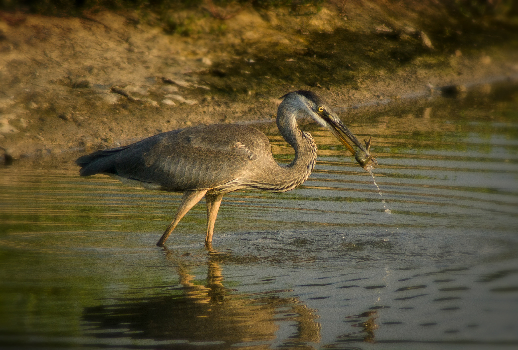 Tamron 200-400mm F5.6 LD sample photo. Dinner time at sunset photography