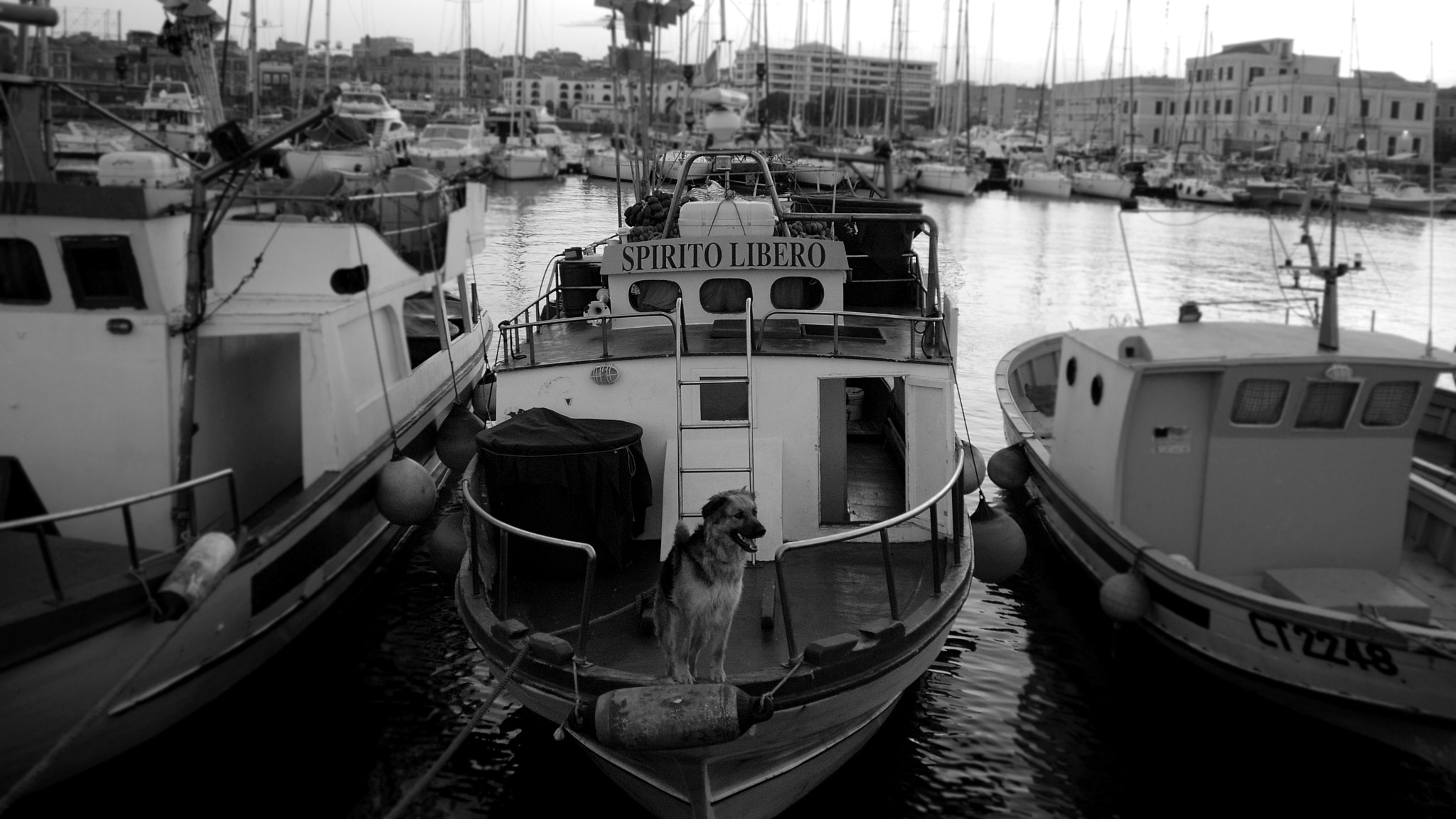 Nikon D80 sample photo. Spirito libero photography