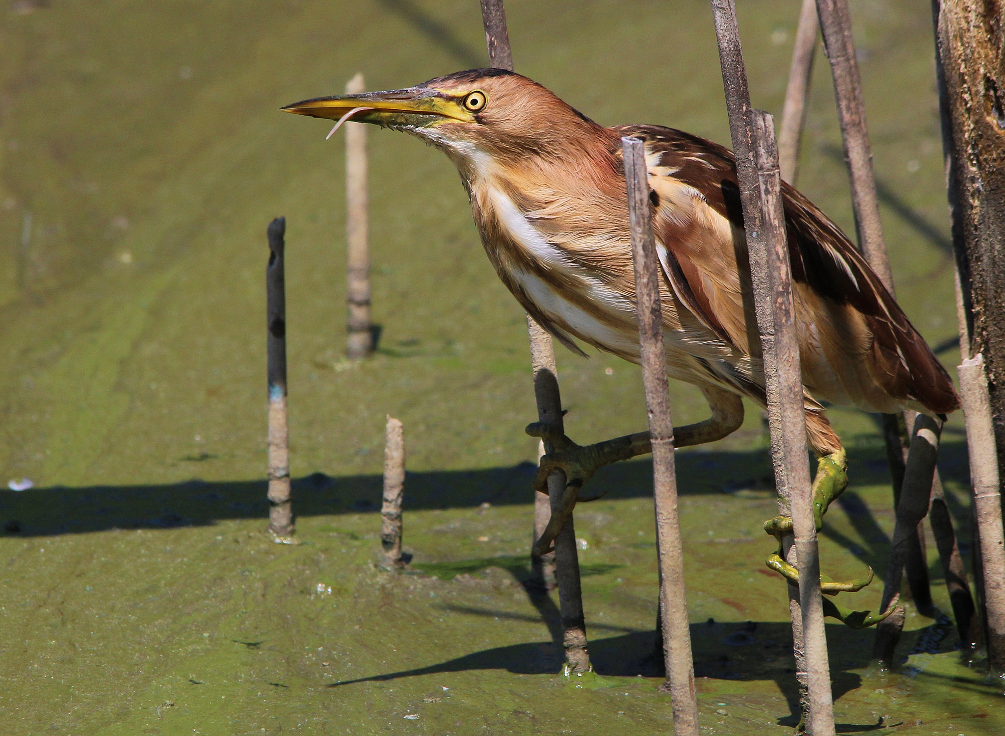 Sigma 150-500mm F5-6.3 DG OS HSM sample photo. Little bittern, tarabusino photography