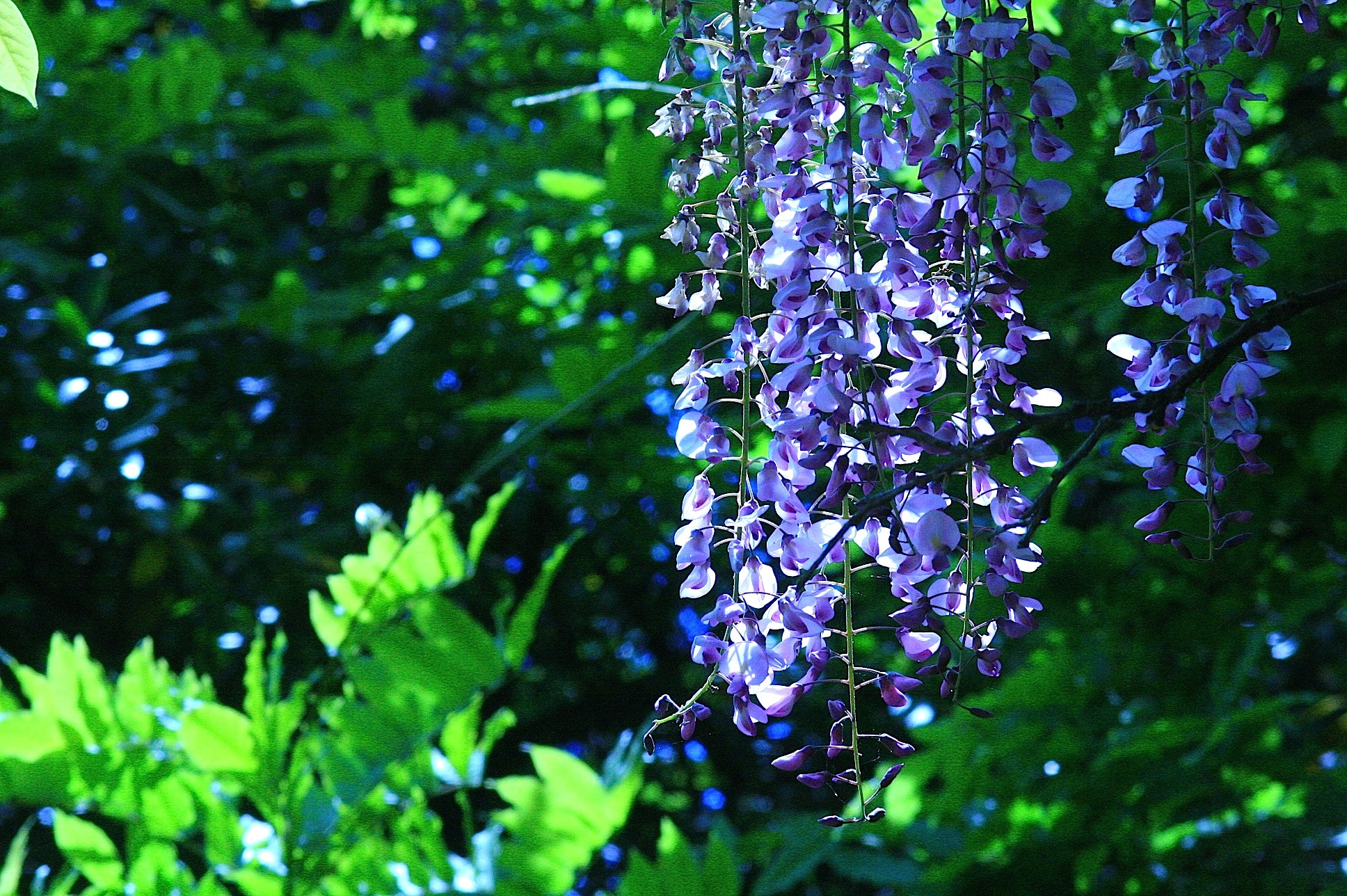Canon EF 35-105mm f/3.5-4.5 sample photo. Wisteria photography