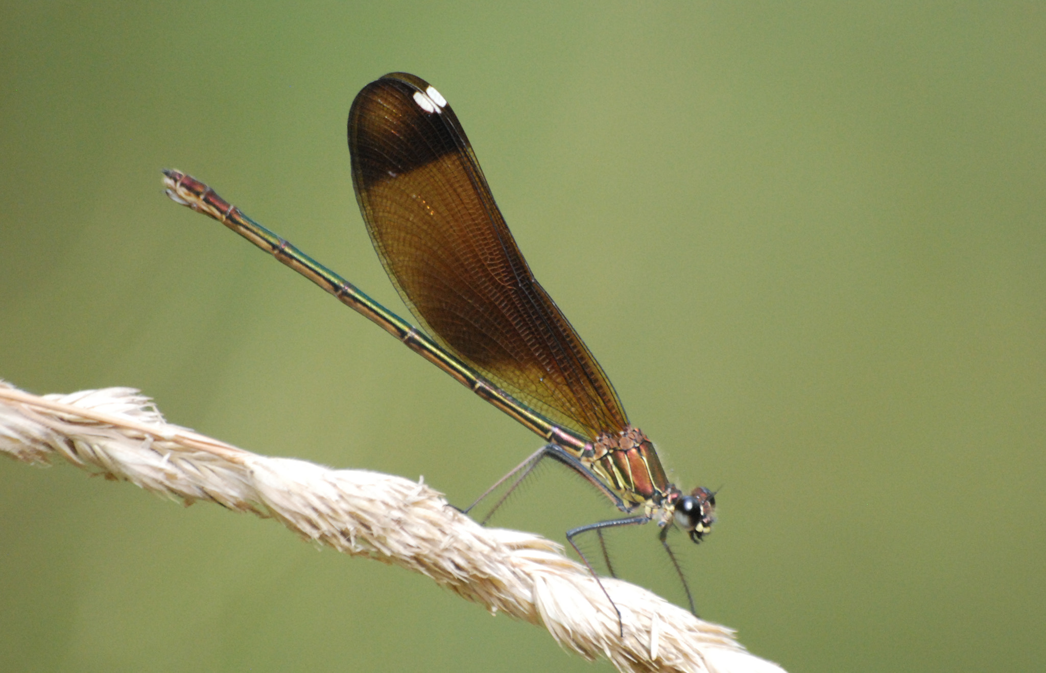 Sigma 70-300mm F4-5.6 APO Macro Super II sample photo. Libelinha photography