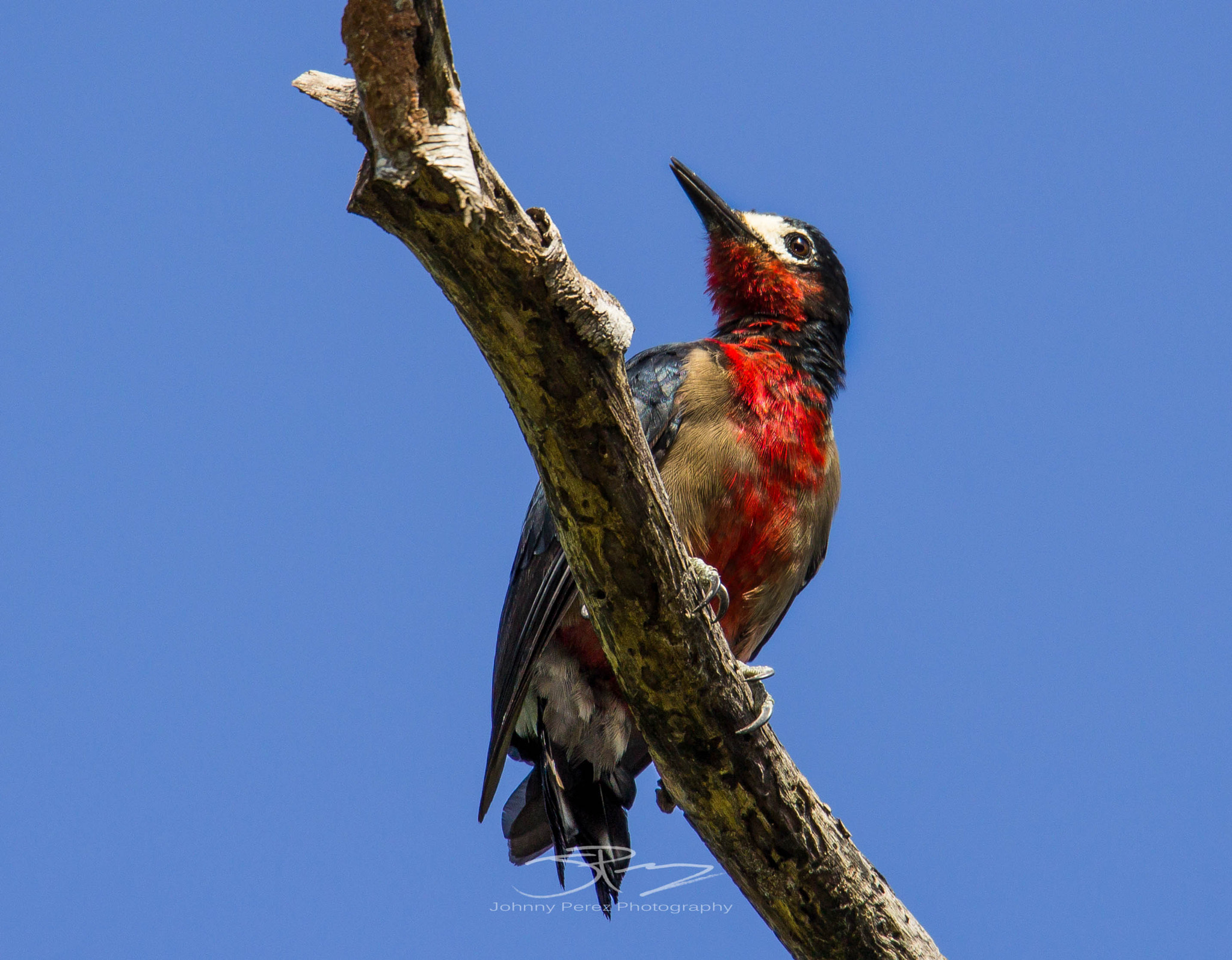 Tamron SP 150-600mm F5-6.3 Di VC USD sample photo. Edit photography