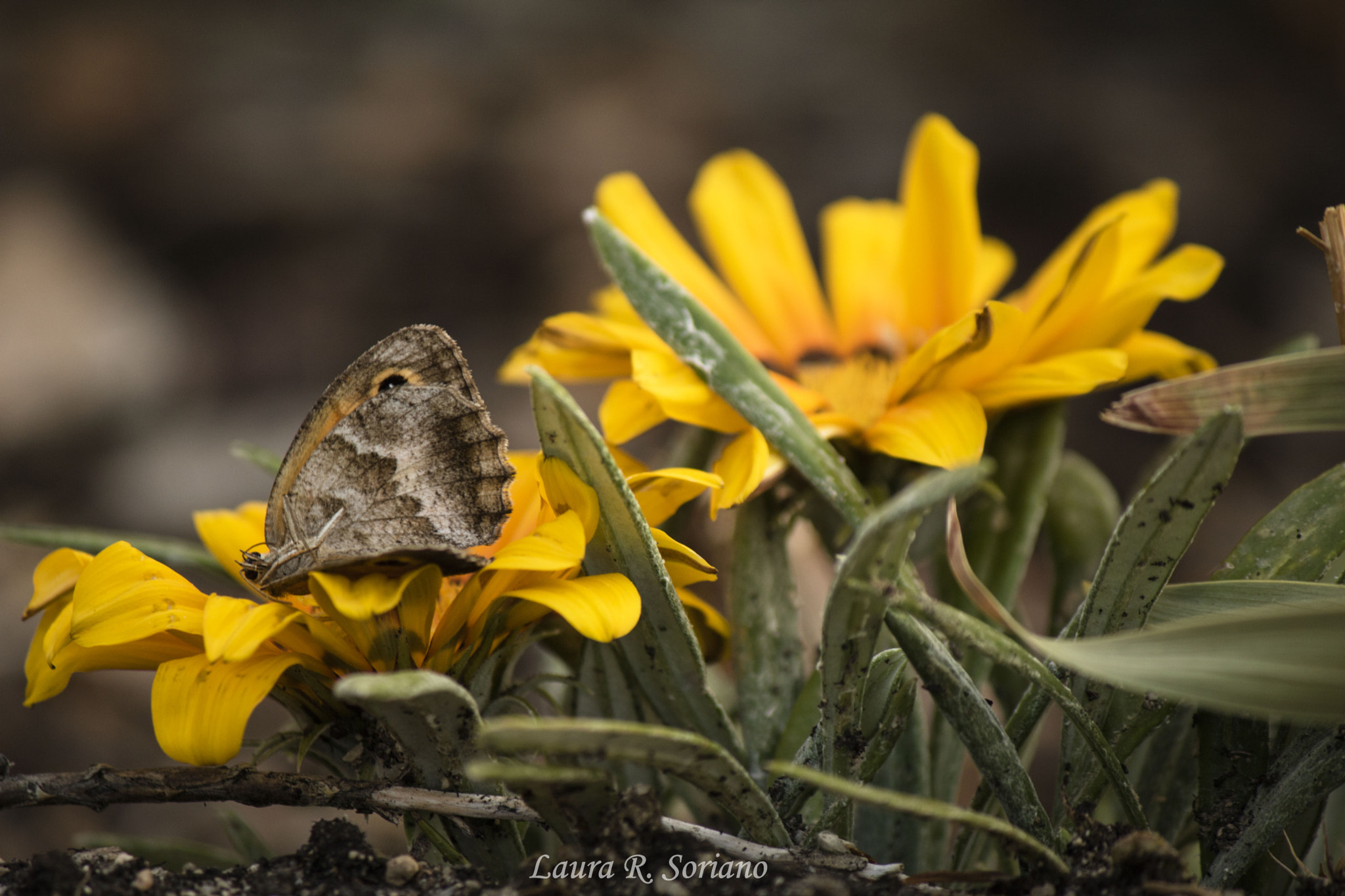 Canon EOS 750D (EOS Rebel T6i / EOS Kiss X8i) sample photo. Mariposa photography