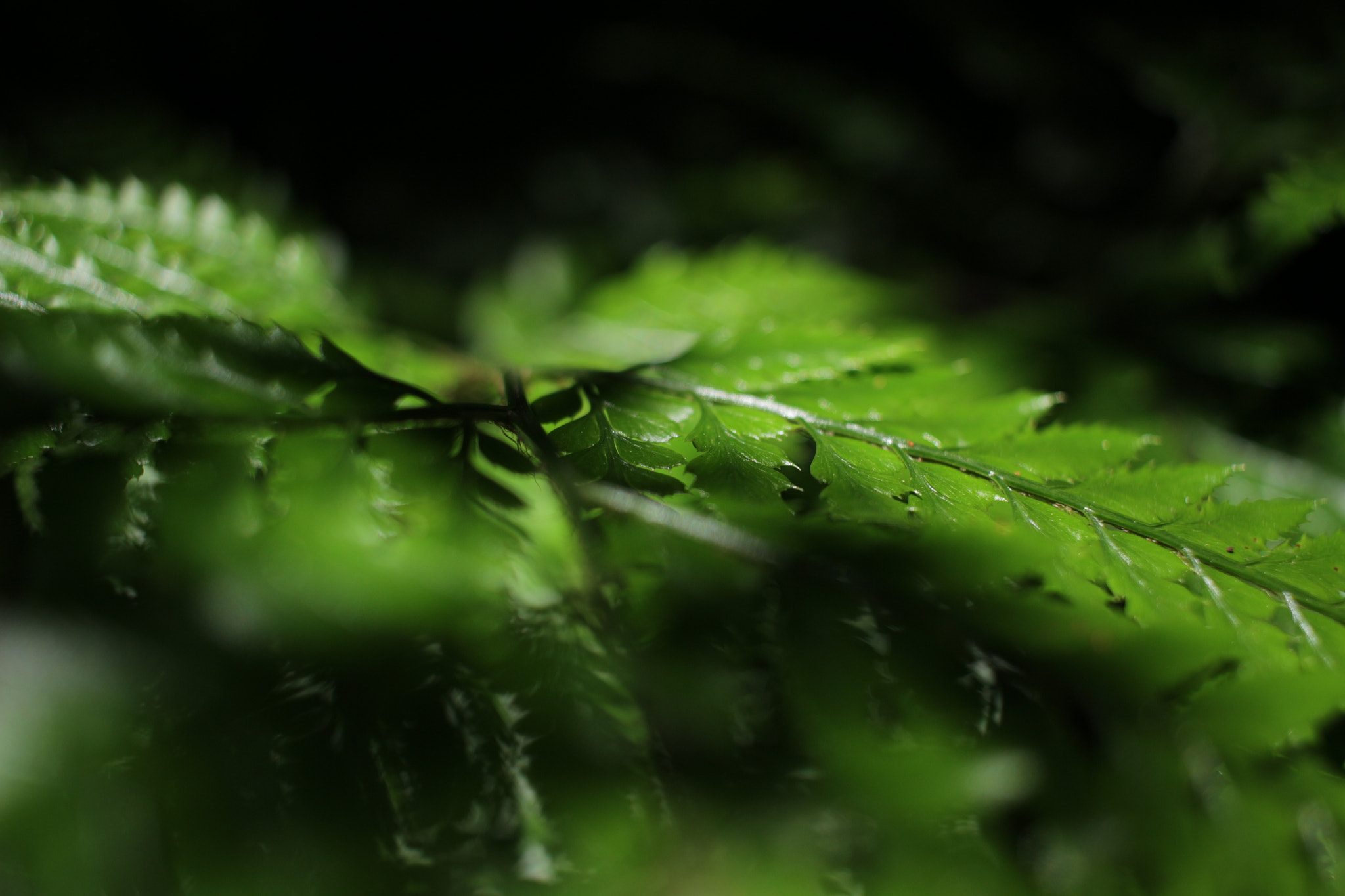 Canon EOS 100D (EOS Rebel SL1 / EOS Kiss X7) sample photo. Green of summer photography