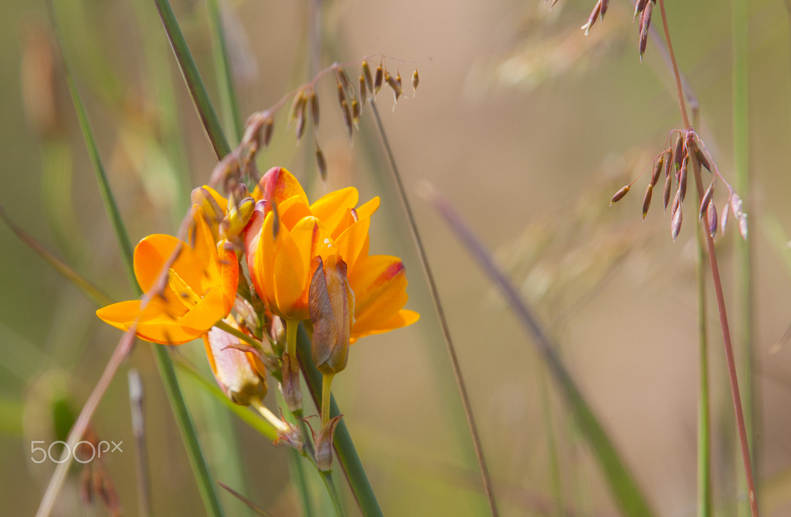 Canon EF 400mm F2.8L IS USM sample photo. Ornithagalum photography