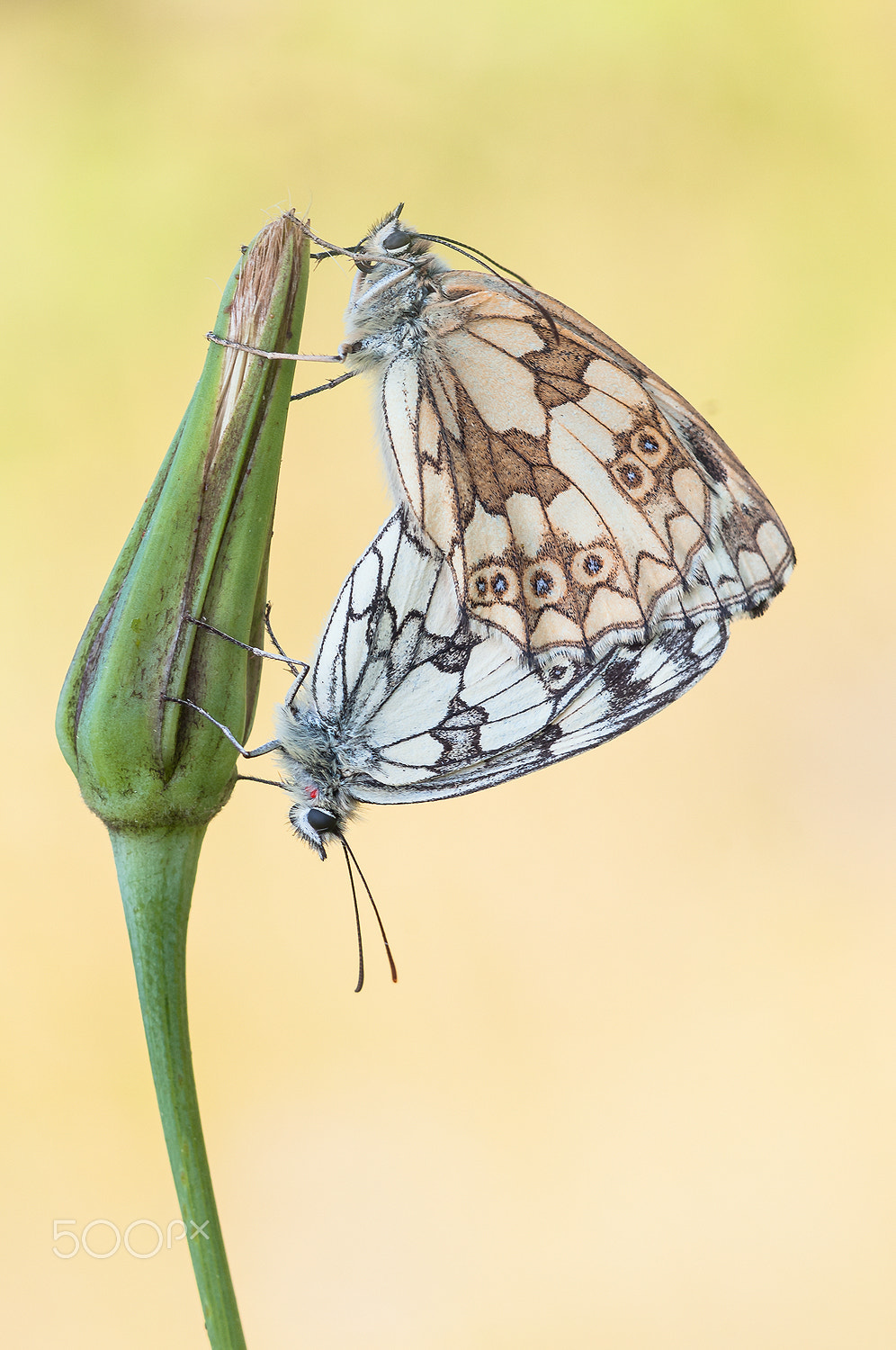 Nikon D300 + Sigma 150mm F2.8 EX DG Macro HSM sample photo. Melanargia galathea photography