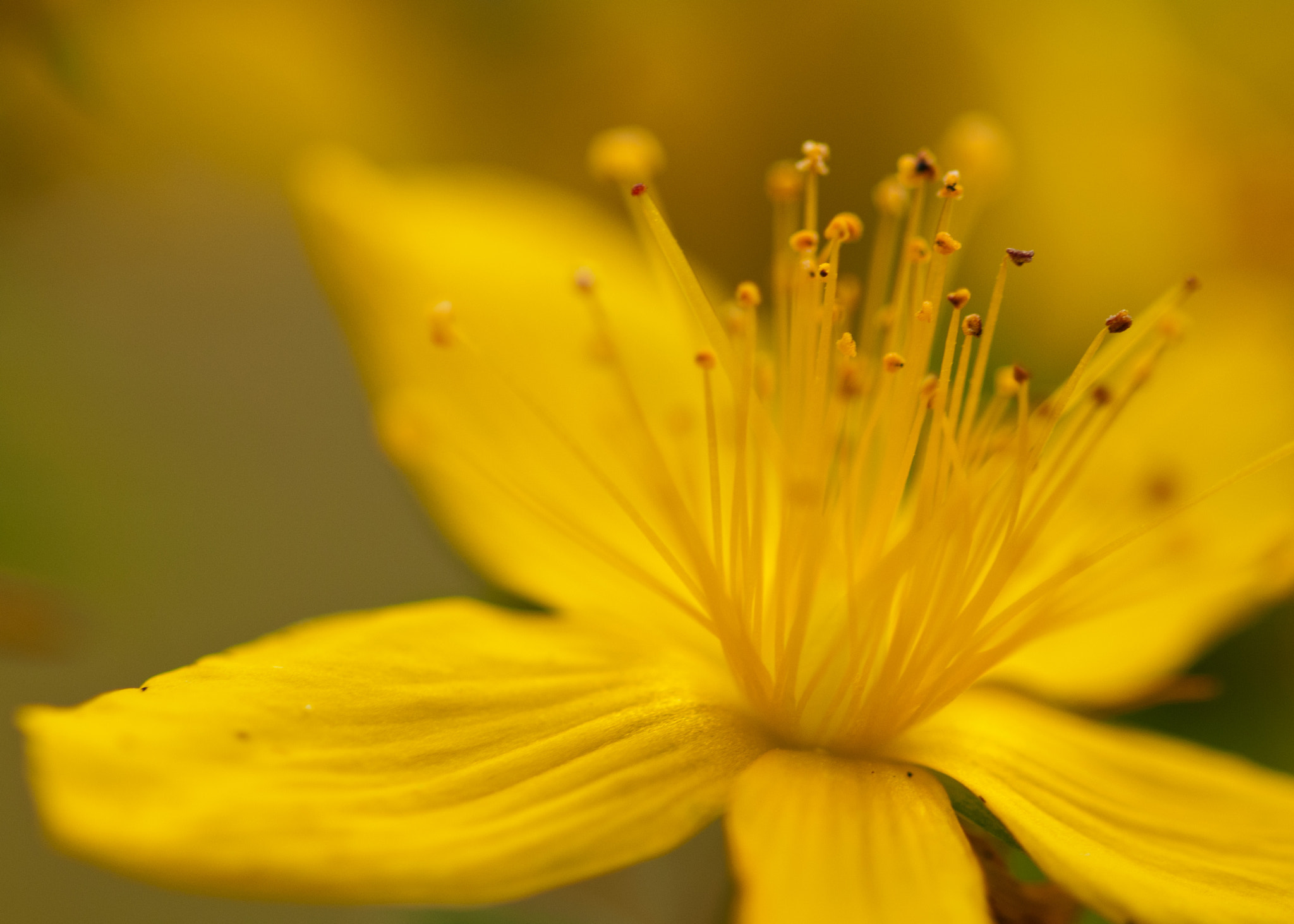 Sigma 105mm F2.8 EX DG OS HSM sample photo. Yellow photography