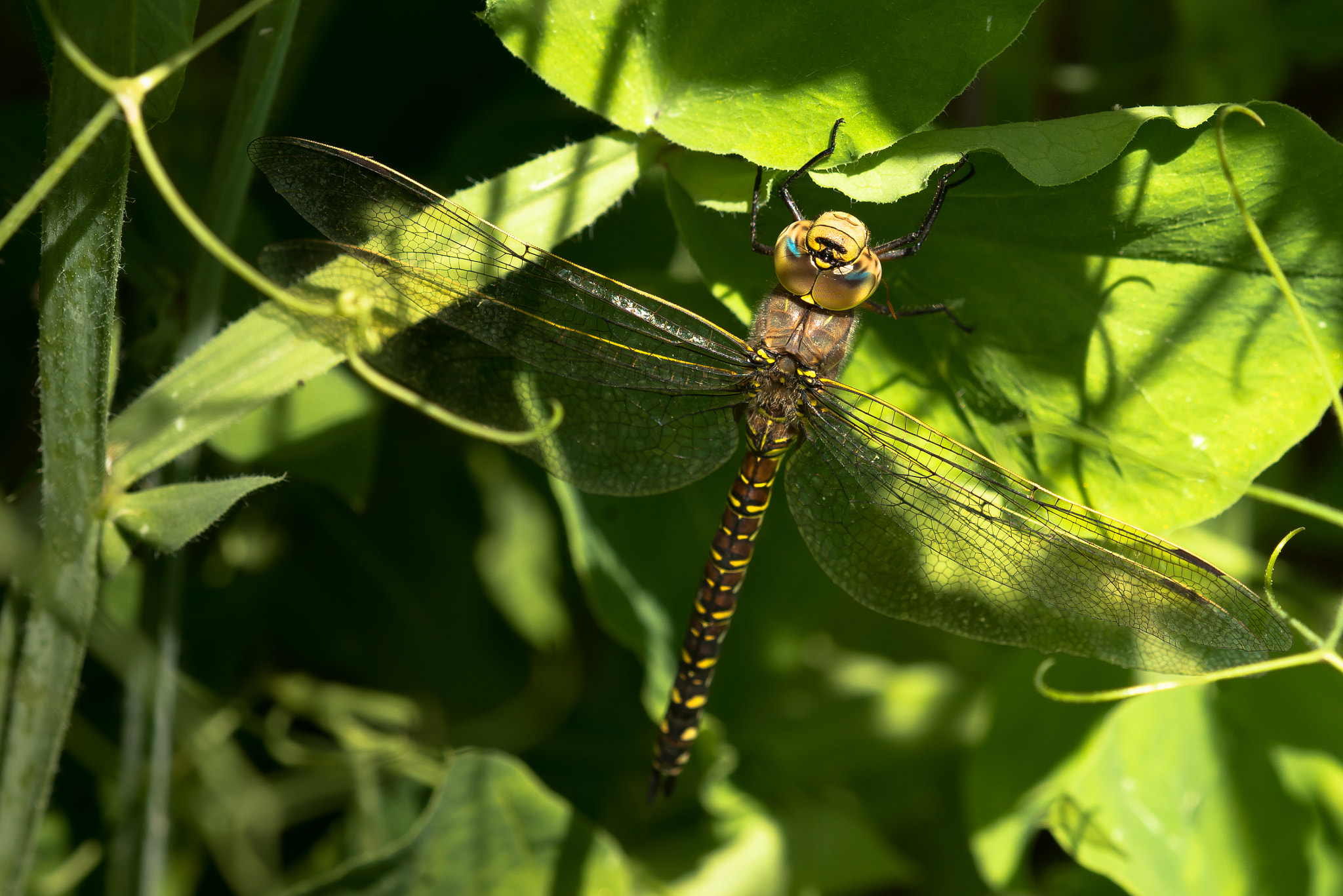 Nikon D800E + Nikon AF Micro-Nikkor 200mm F4D ED-IF sample photo. Dragonfly and sweetpeas photography