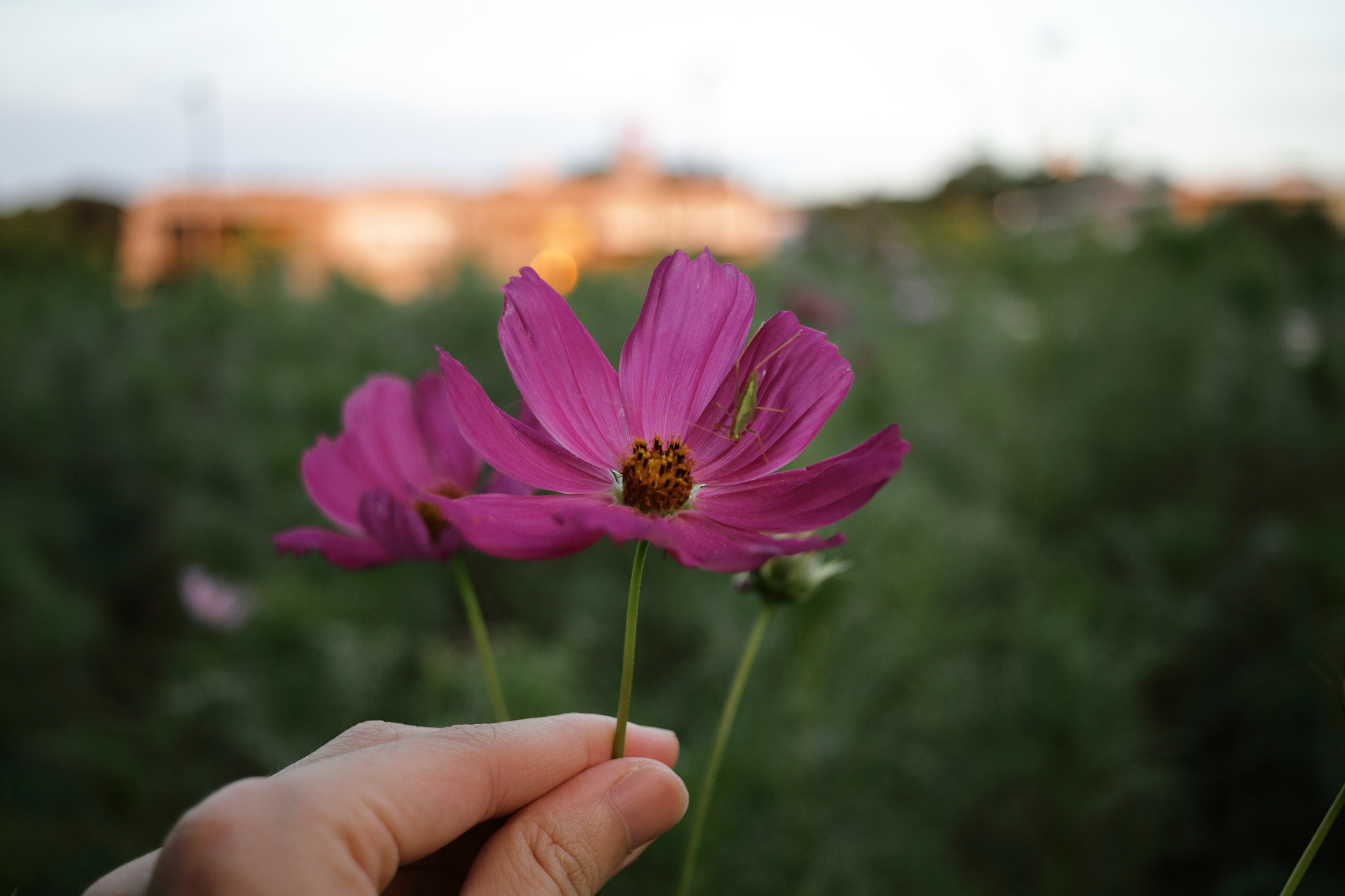 Canon EOS 100D (EOS Rebel SL1 / EOS Kiss X7) sample photo. Pick a flower photography