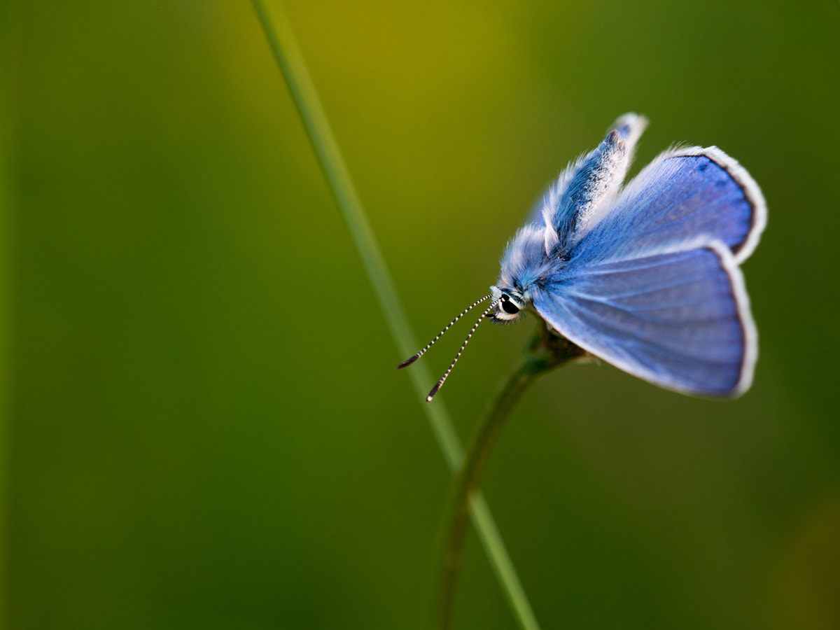 Sigma 150mm F2.8 EX DG OS Macro HSM sample photo. Enjoying the sun photography