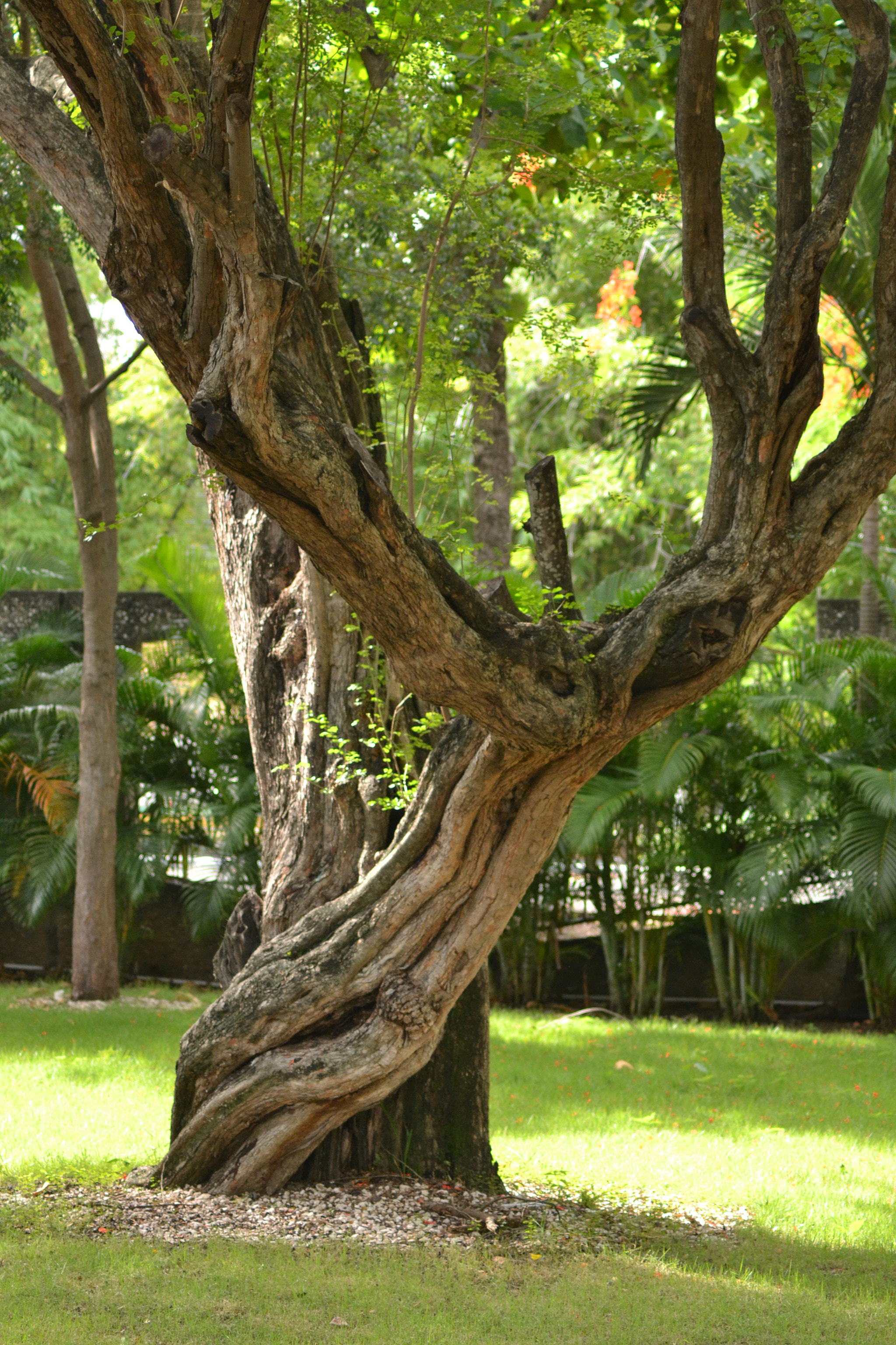 Nikon AF Nikkor 70-300mm F4-5.6G sample photo. Urban tree. santo domingo photography